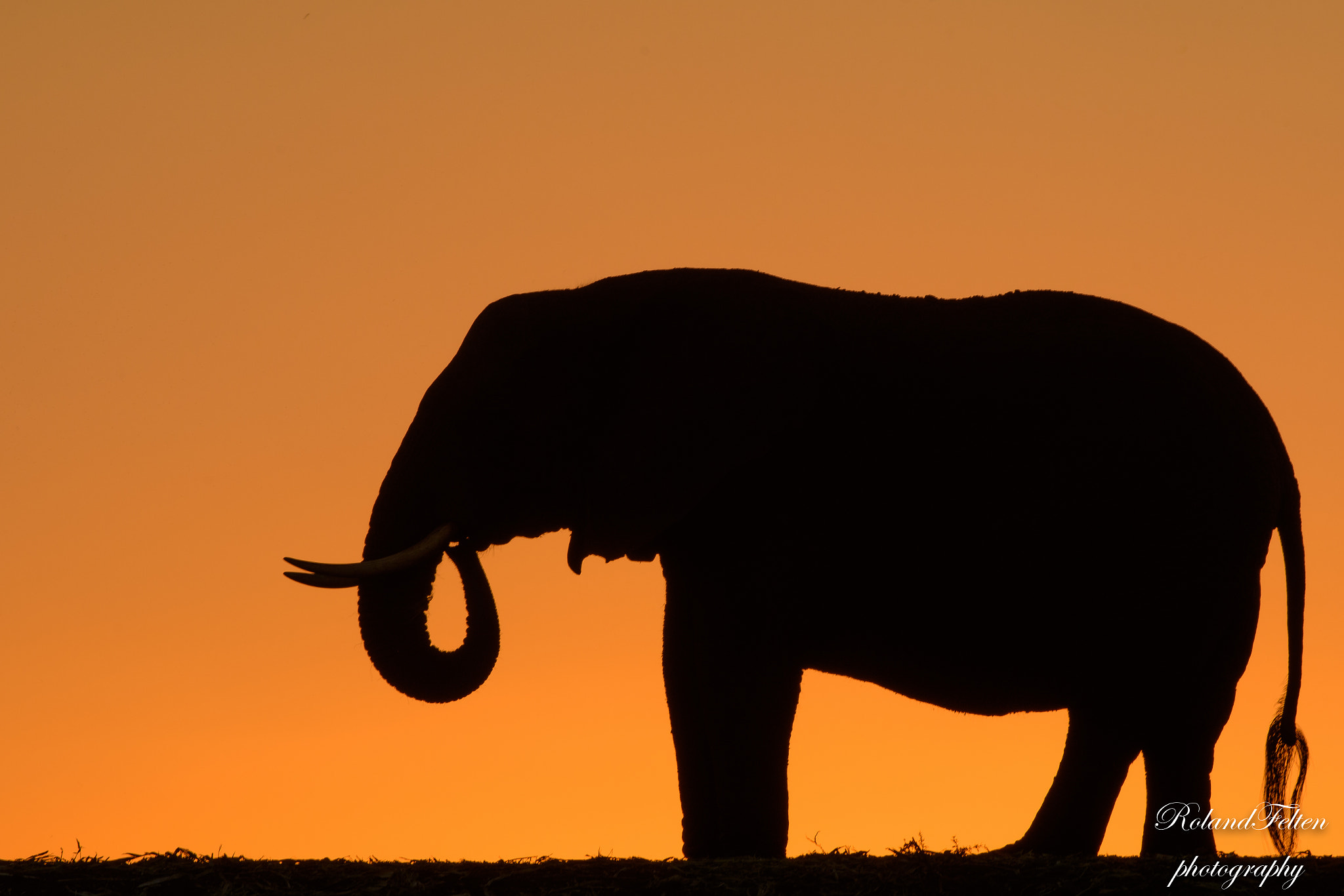 Nikon AF-S Nikkor 200-400mm F4G ED-IF VR sample photo. Africa! photography