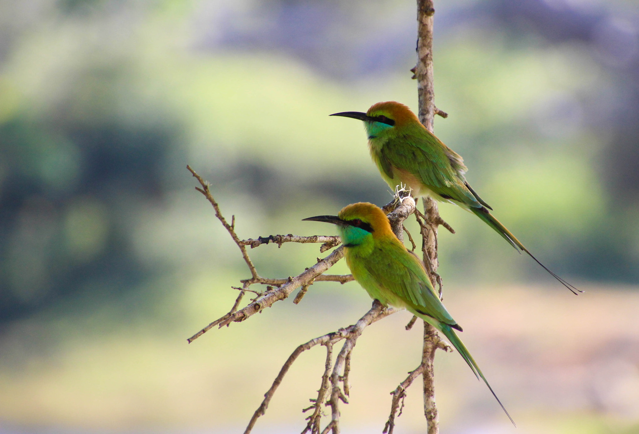 Canon EOS 100D (EOS Rebel SL1 / EOS Kiss X7) sample photo. Duo of green bee-eaters photography