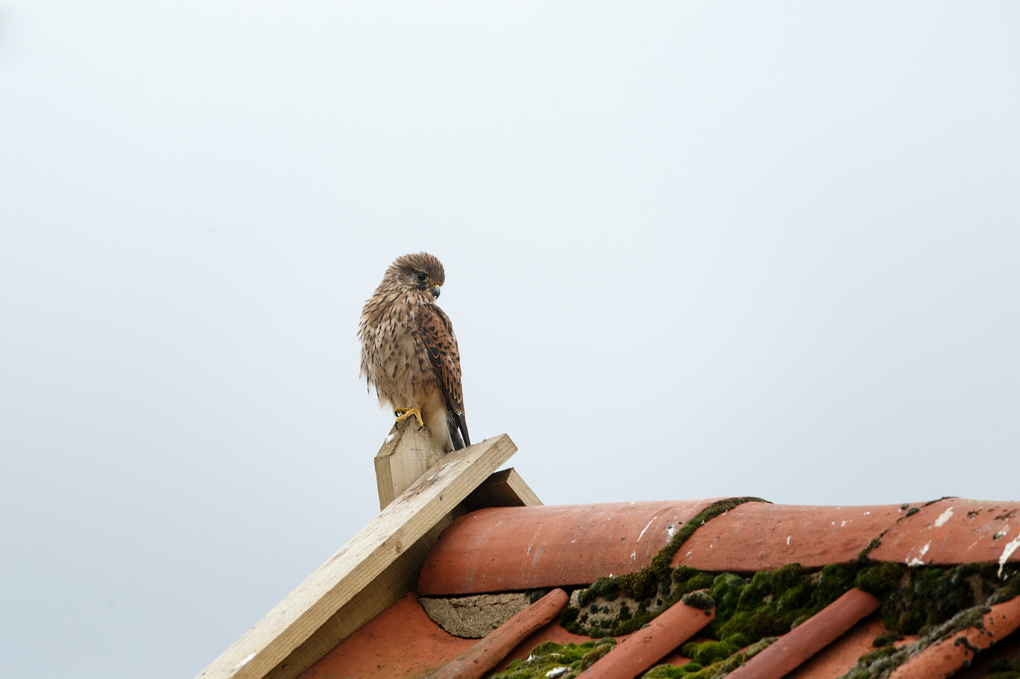 Canon EF 500mm F4L IS II USM sample photo. Kestrel photography