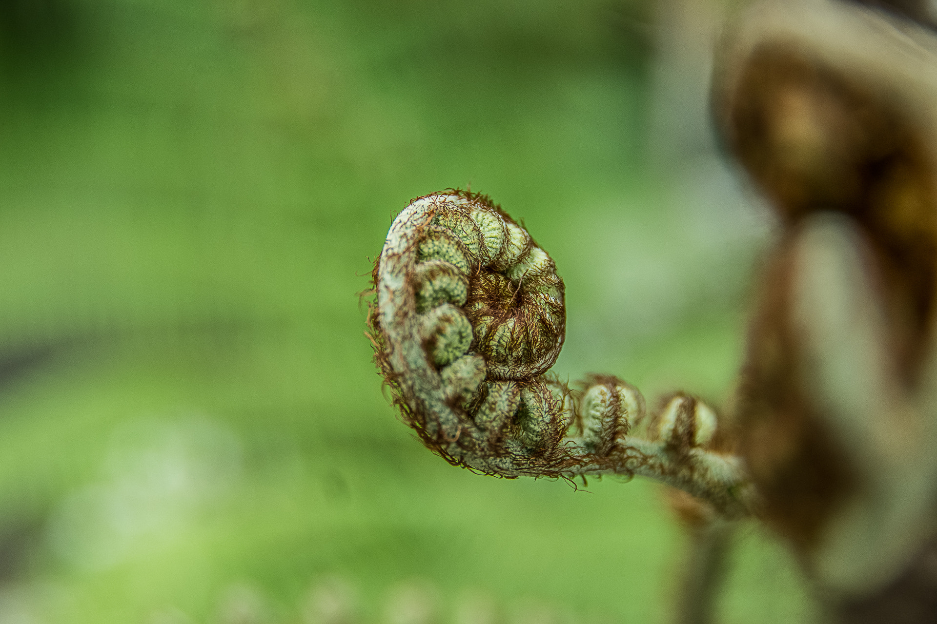 Pentax smc DA* 16-50mm F2.8 ED AL (IF) SDM sample photo. Monte tropical gardens photography