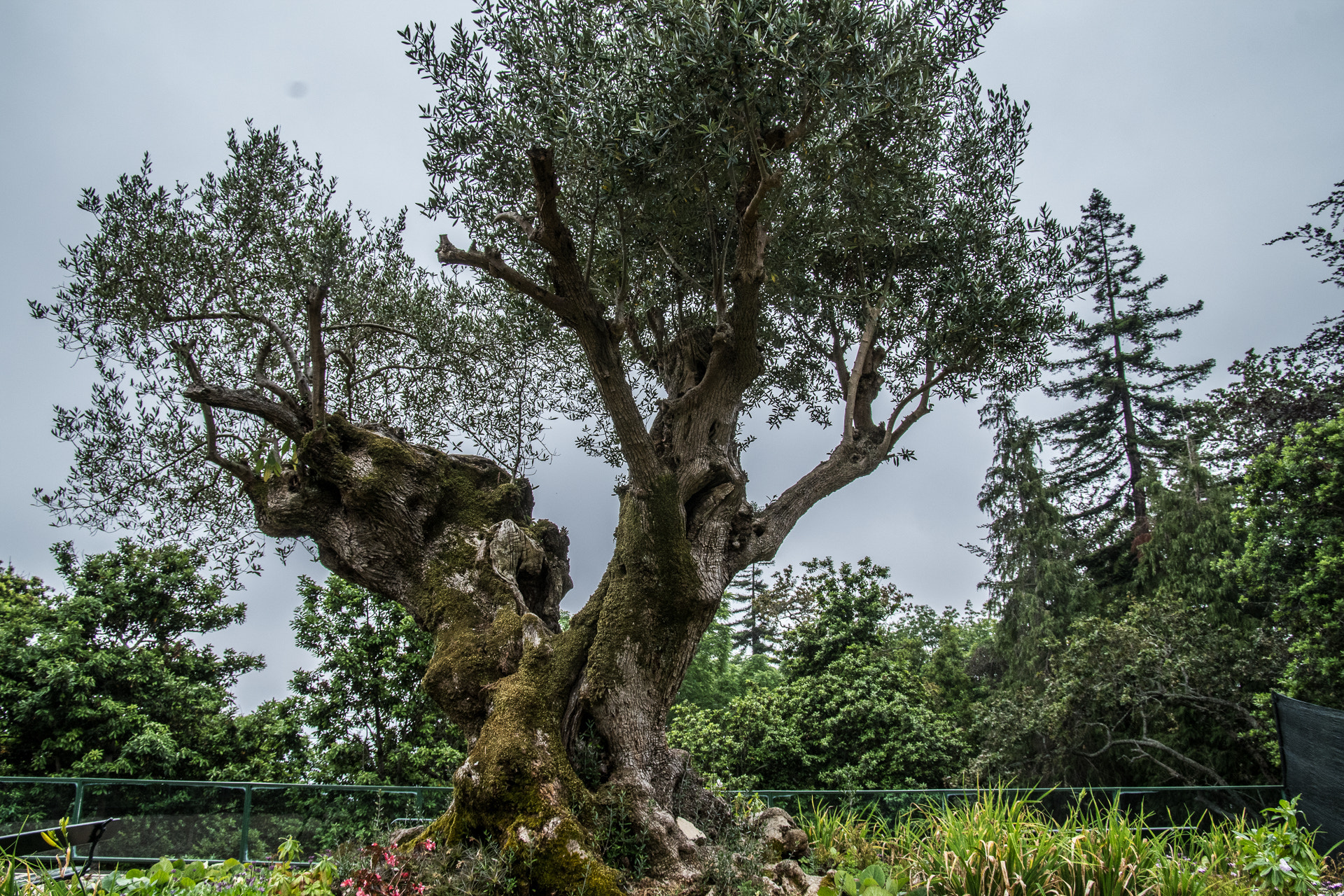 Pentax K-S2 sample photo. Old olive tree at monte tropical gardens photography