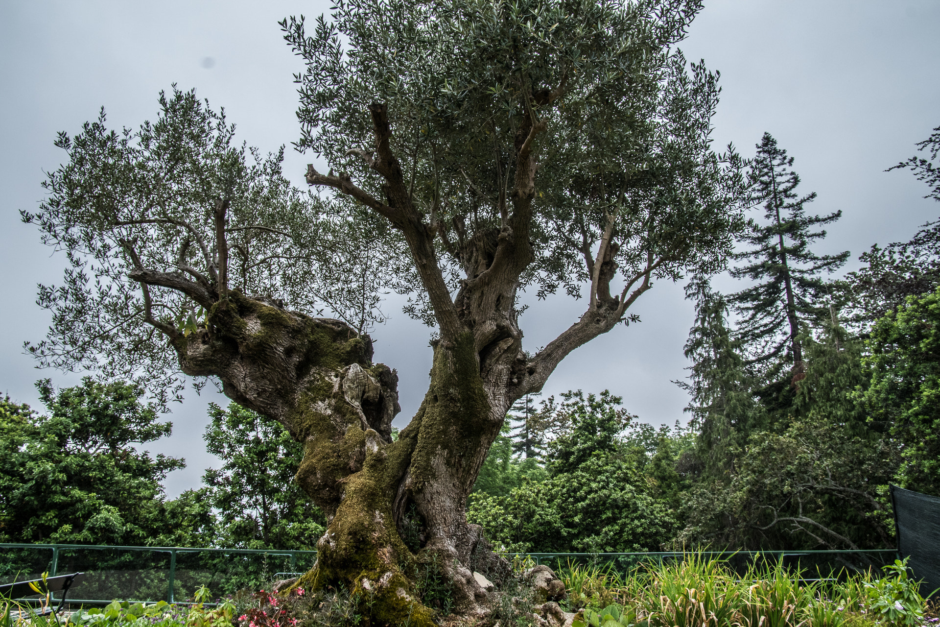 Pentax smc DA* 16-50mm F2.8 ED AL (IF) SDM sample photo. Old olive tree at monte tropical gardens photography