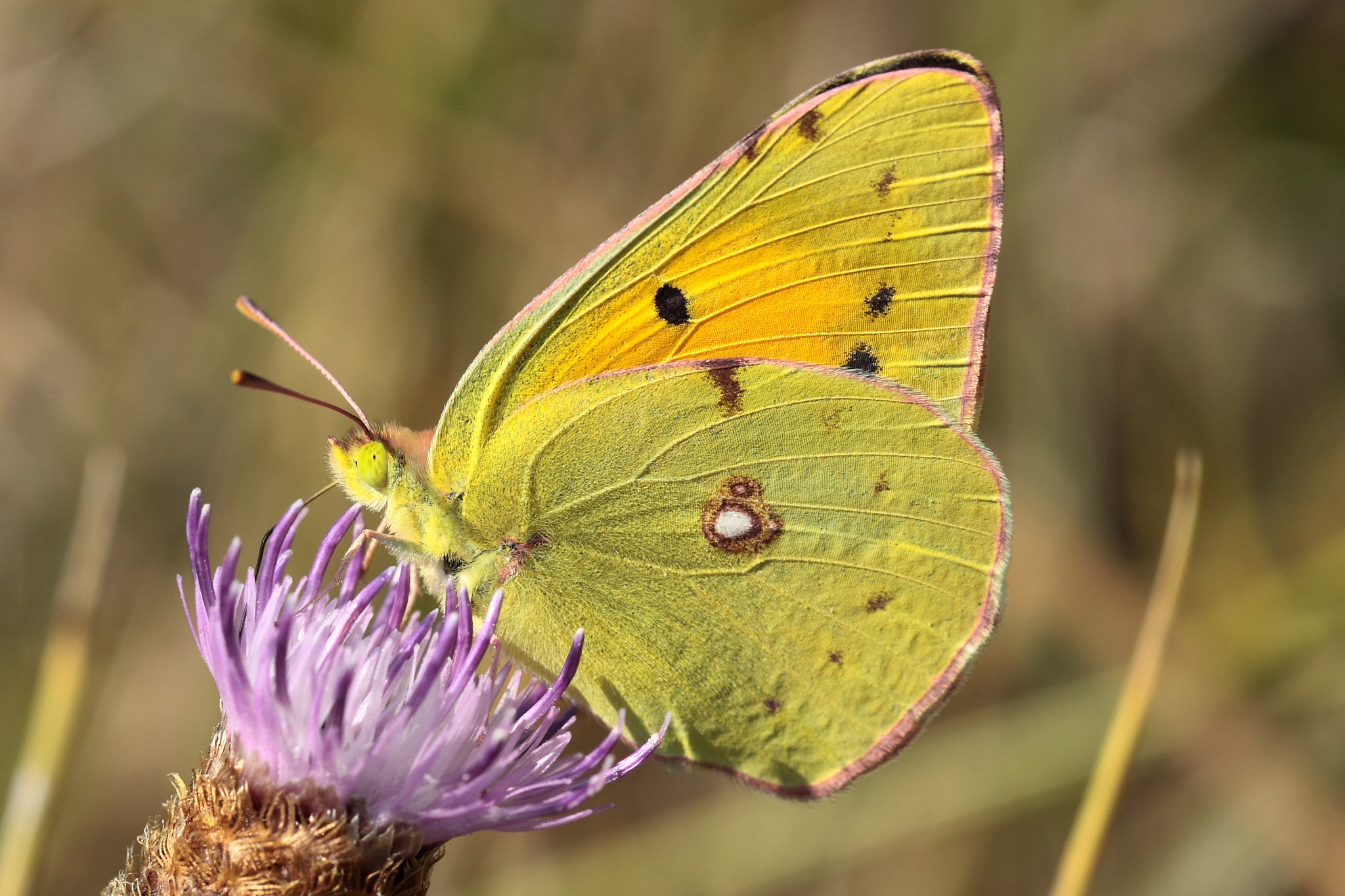 Canon EOS 50D + Canon EF 100mm F2.8L Macro IS USM sample photo. Colias crocea (le souci) photography