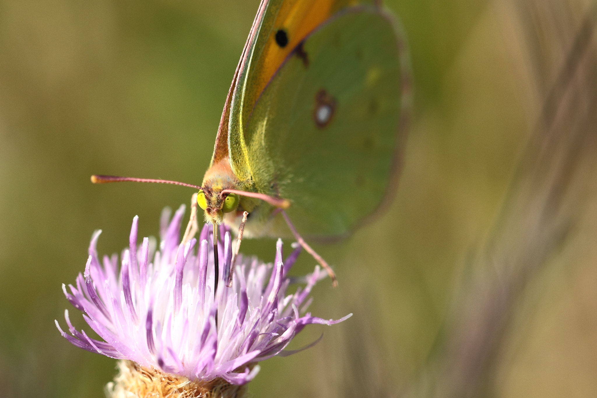 Canon EOS 50D + Canon EF 100mm F2.8L Macro IS USM sample photo. Colias crocea (le souci) photography