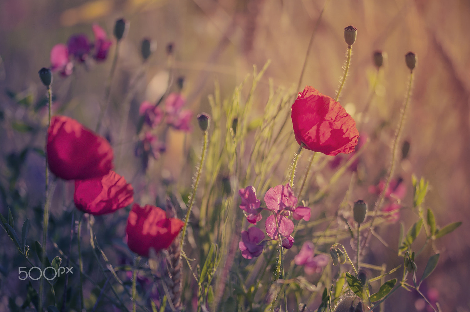 Sigma 105mm F2.8 EX DG OS HSM sample photo. Summertime photography
