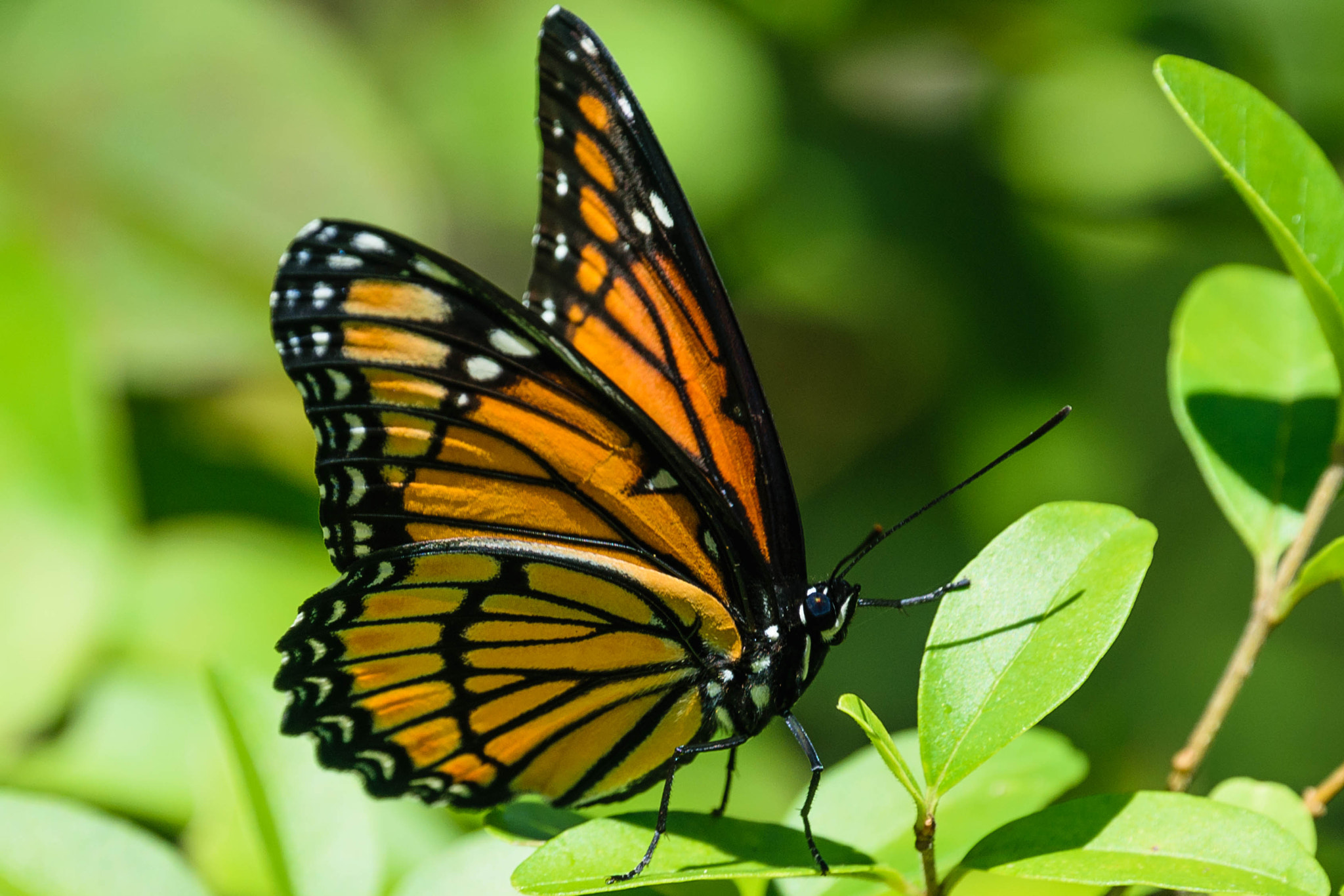 Nikon D5300 sample photo. Monarch butterfly photography