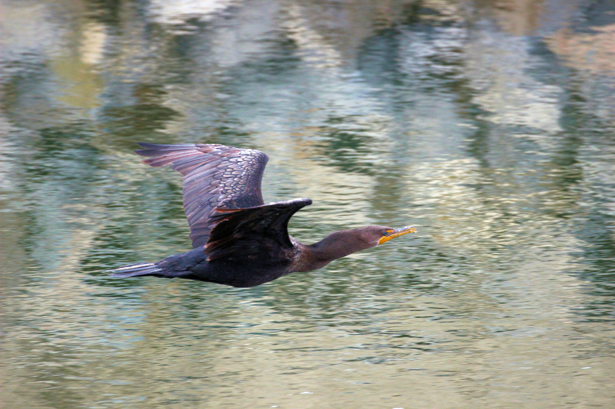 Canon EOS 100D (EOS Rebel SL1 / EOS Kiss X7) sample photo. Solo flight photography