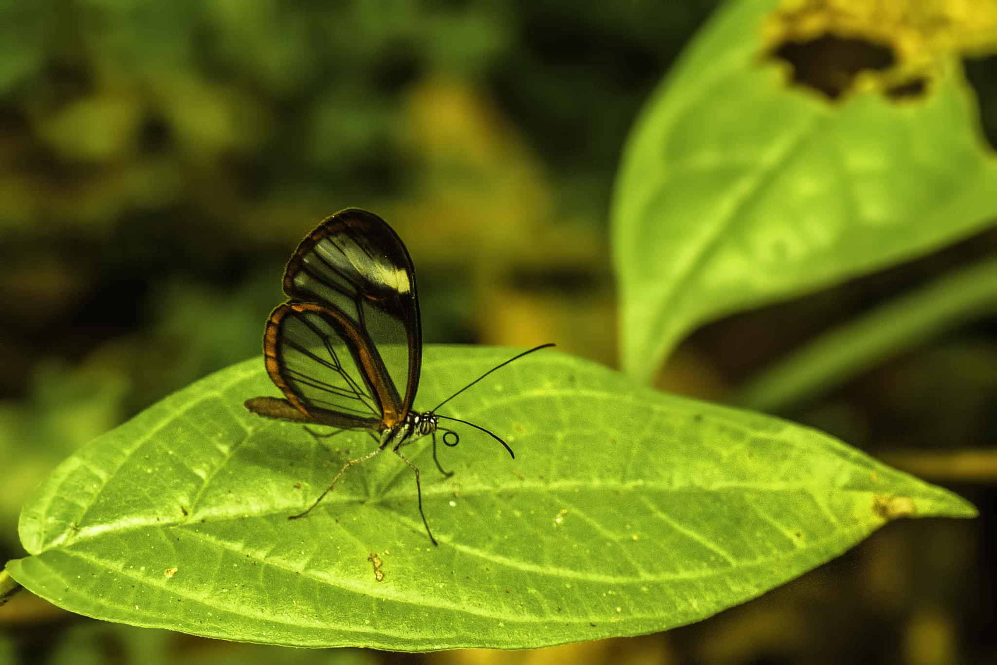 Nikon D5 sample photo. Animales y aves de costa rica photography
