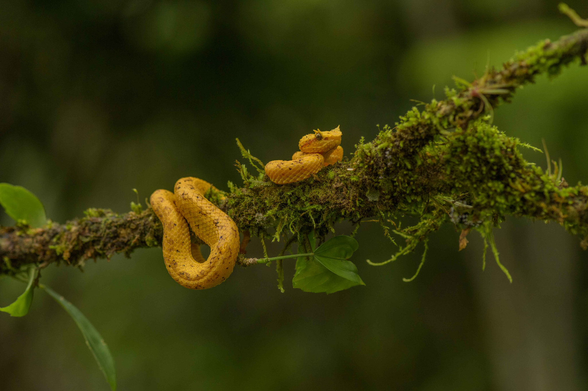 Nikon D5 sample photo. Animales y aves de costa rica photography