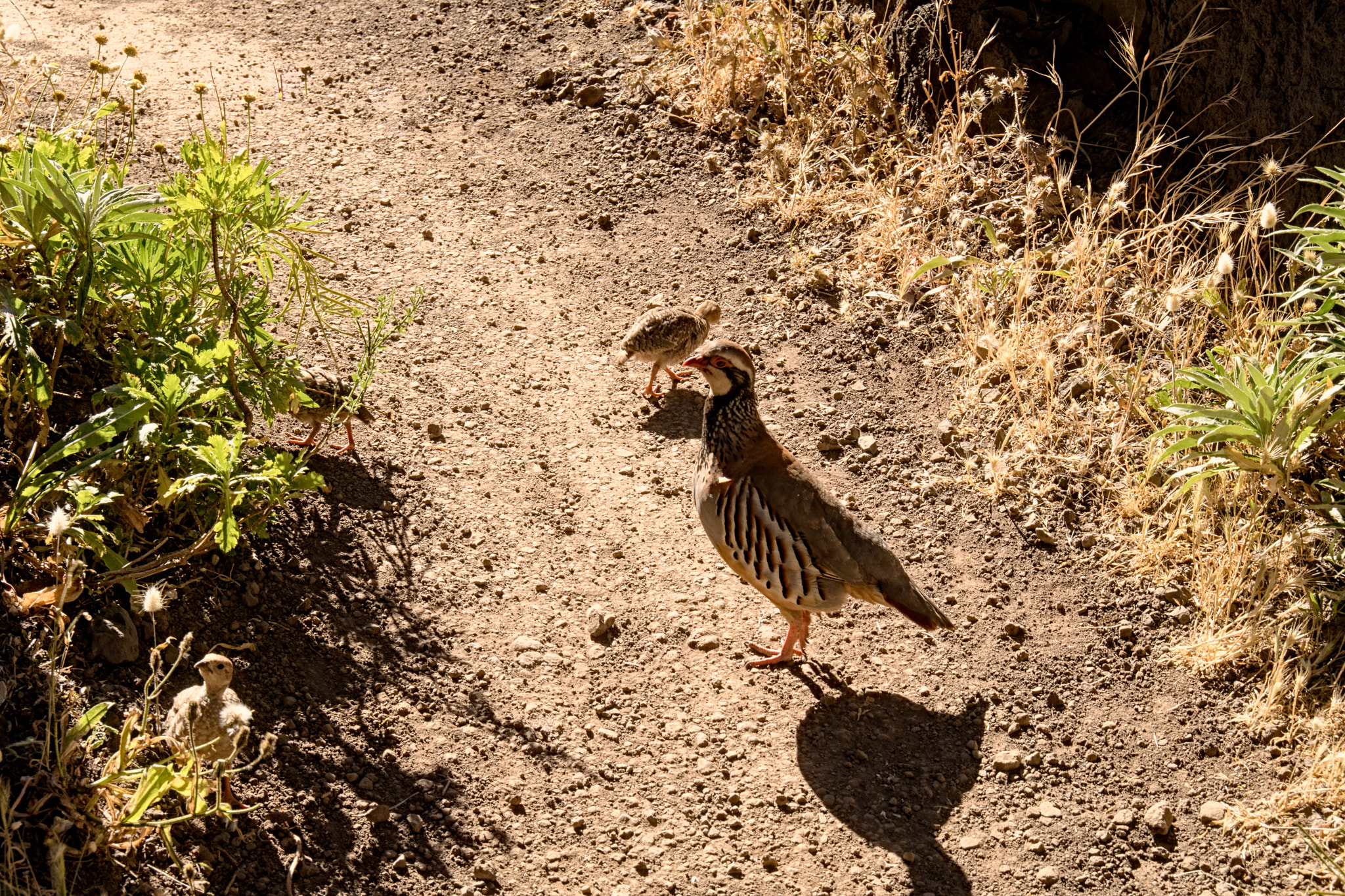 Pentax smc DA* 16-50mm F2.8 ED AL (IF) SDM sample photo. Red-legged partridge photography