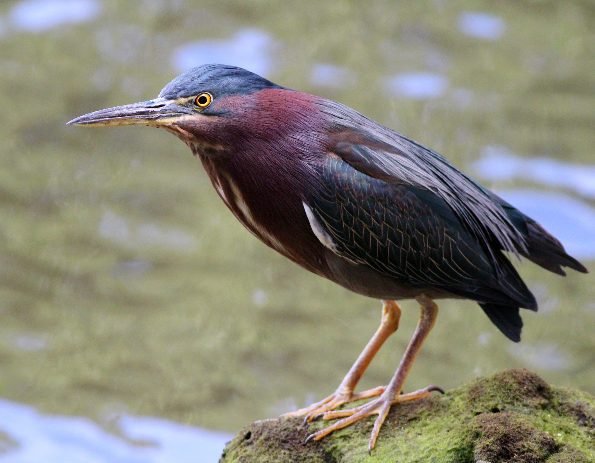 Canon EOS 100D (EOS Rebel SL1 / EOS Kiss X7) + Canon EF 400mm F5.6L USM sample photo. Green heron photography