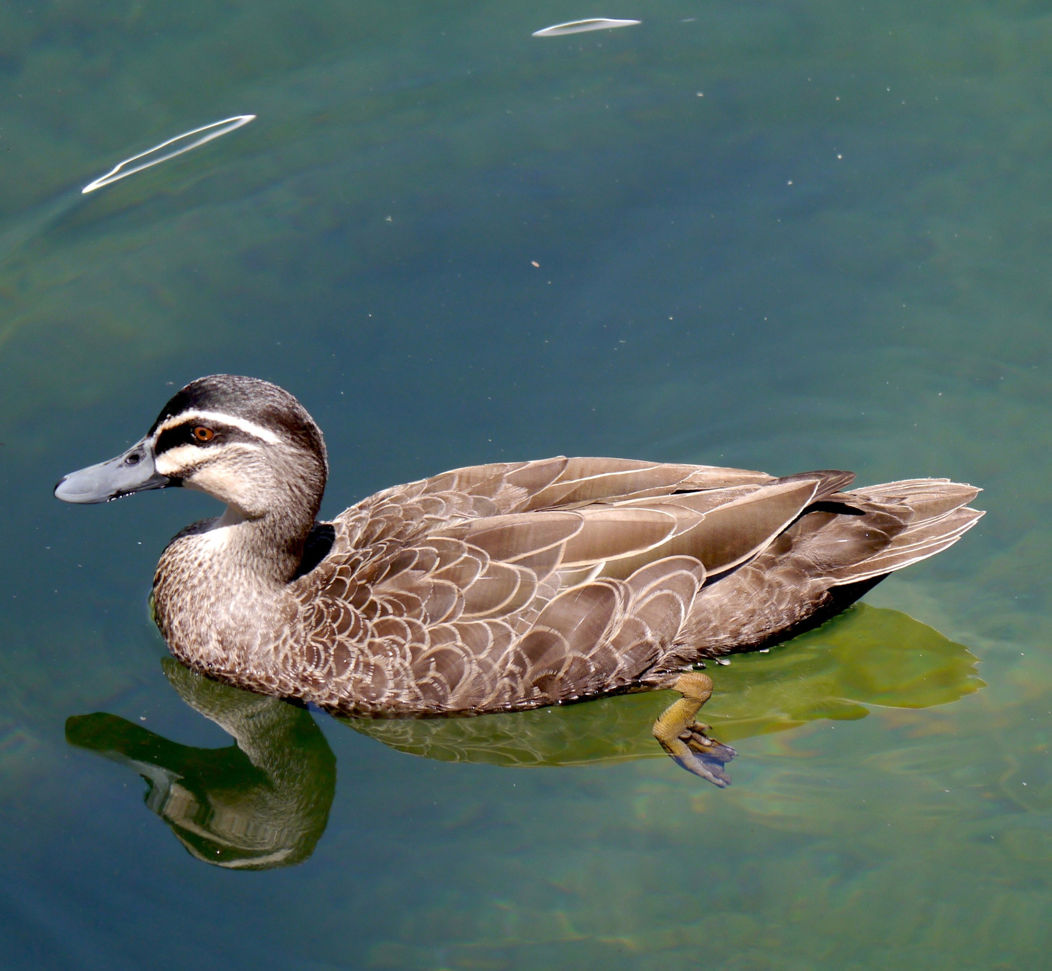 Panasonic Lumix DMC-GX1 sample photo. Blackduckentry.jpg photography