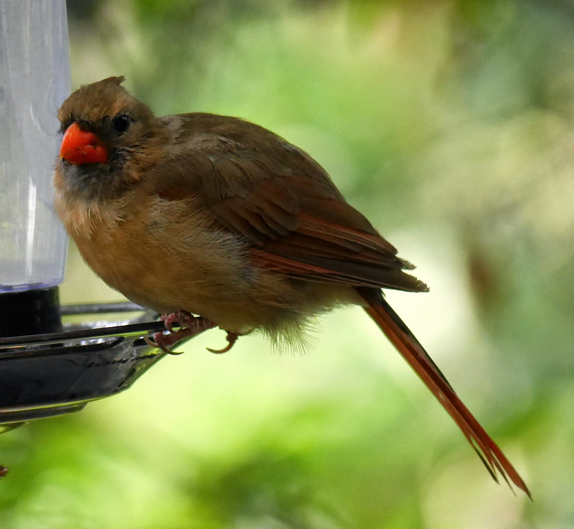 Panasonic Lumix DMC-GX7 sample photo. Cardinallooking_copy.jpg photography
