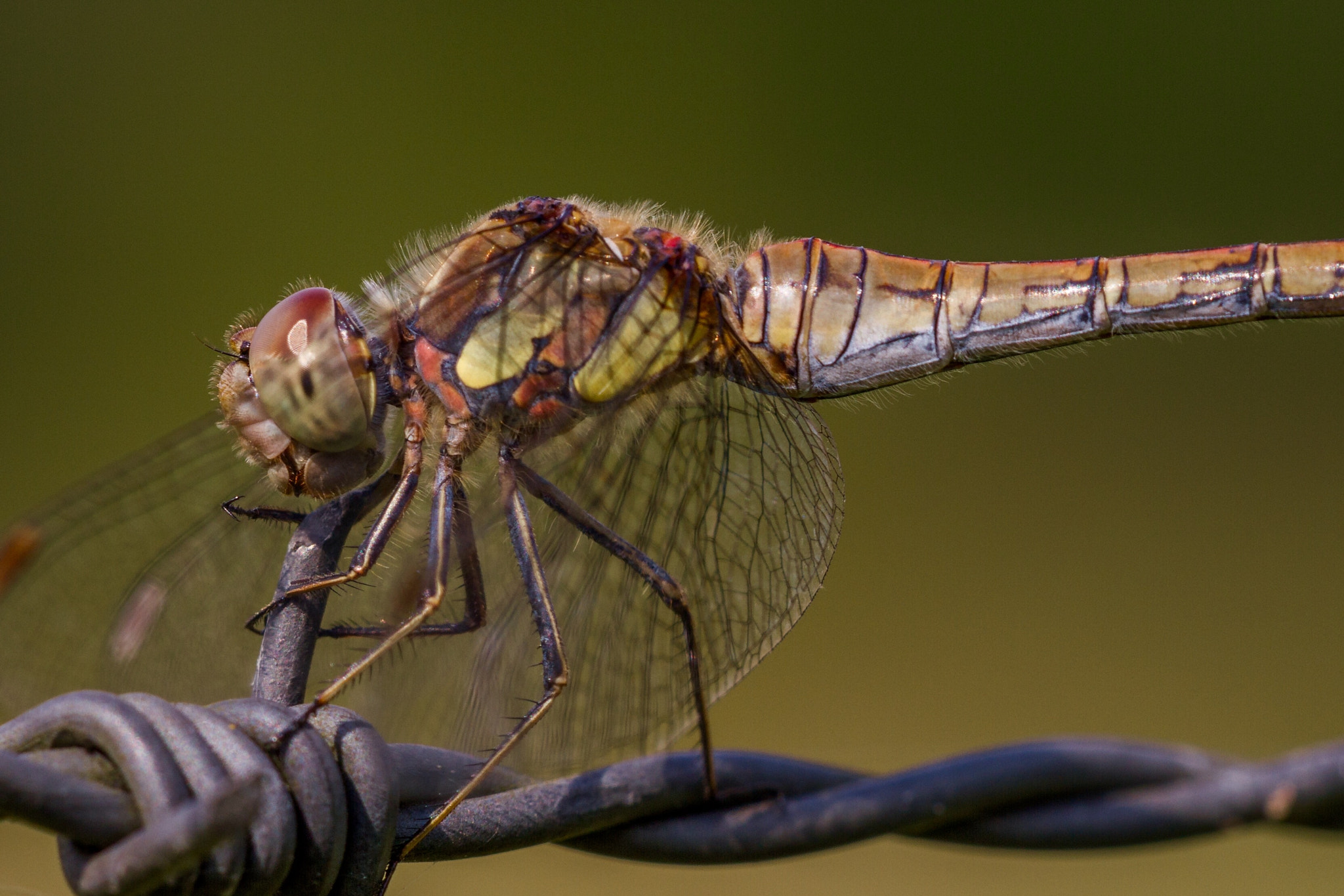 Sigma APO Macro 150mm f/2.8 EX DG HSM sample photo. Common darter photography