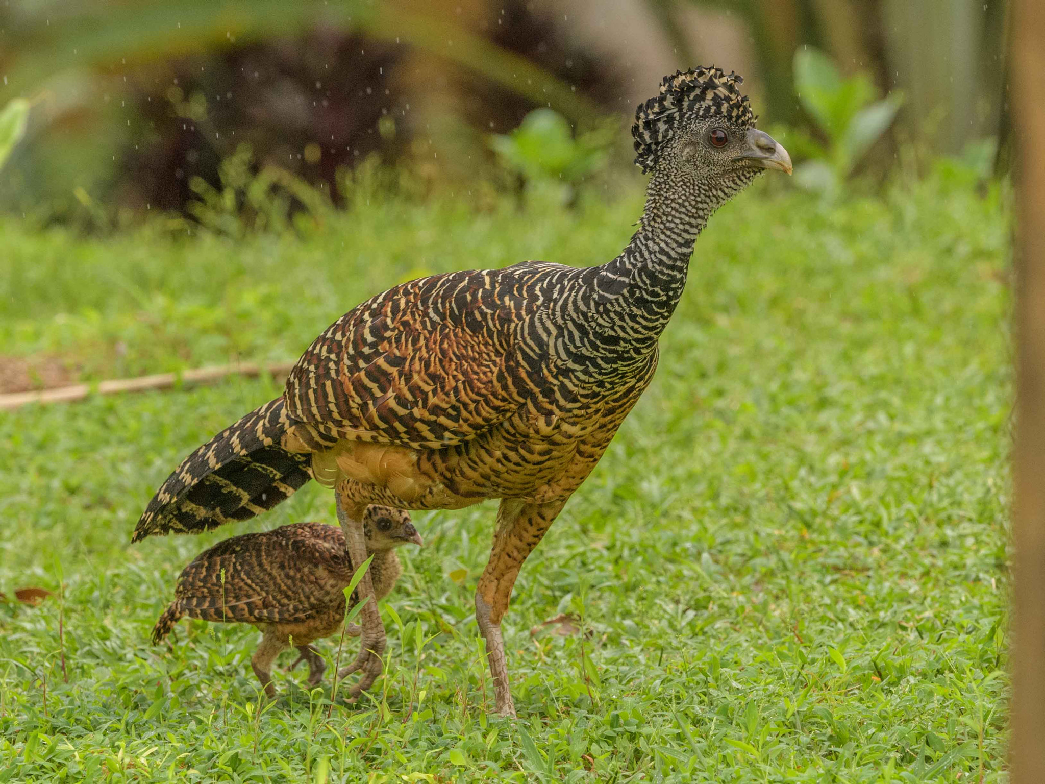 Nikon D5 + Nikon AF-S Nikkor 500mm F4G ED VR sample photo. Aves de costa rica photography