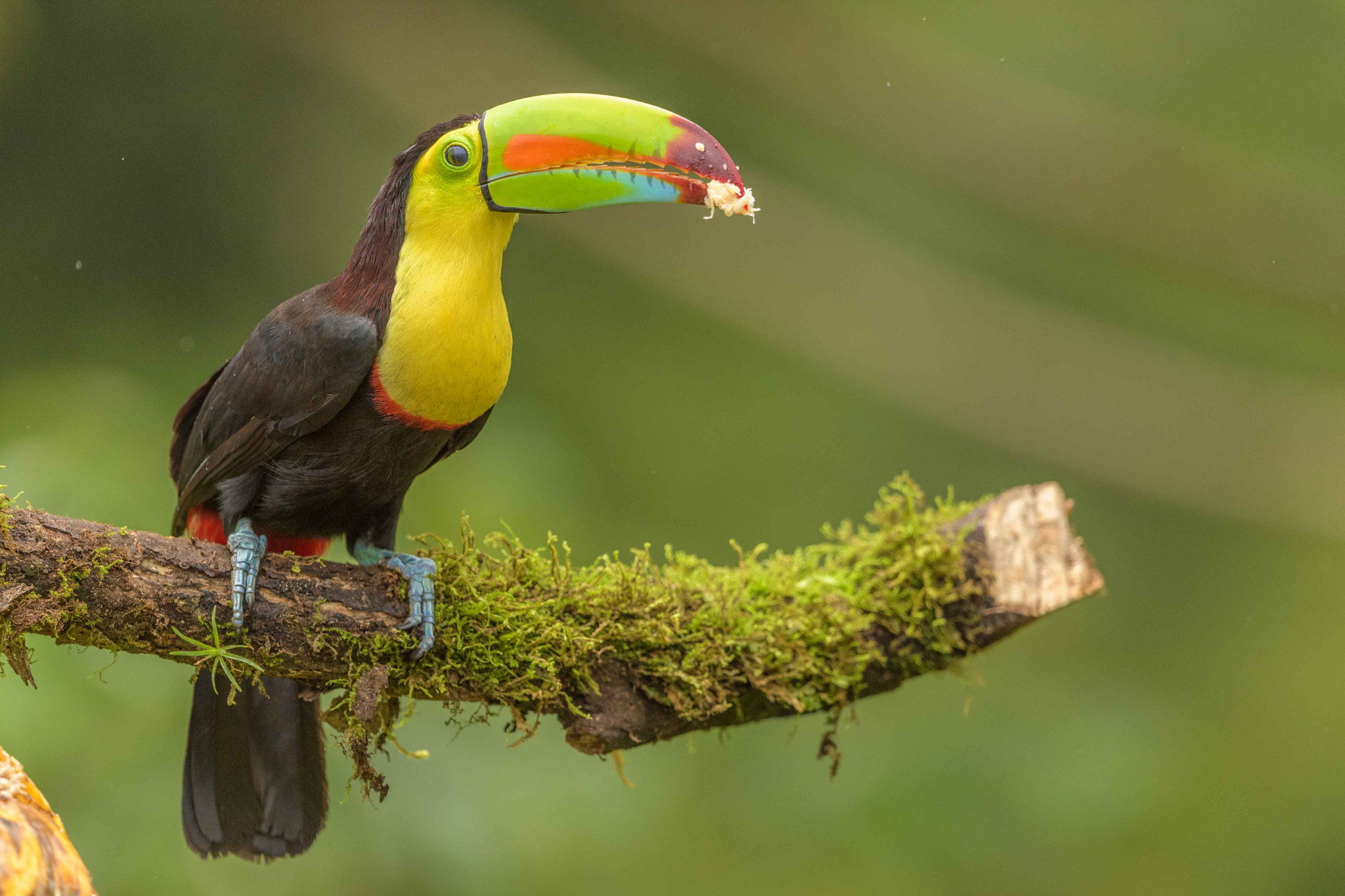 Nikon AF-S Nikkor 500mm F4G ED VR sample photo. Aves de costa rica photography