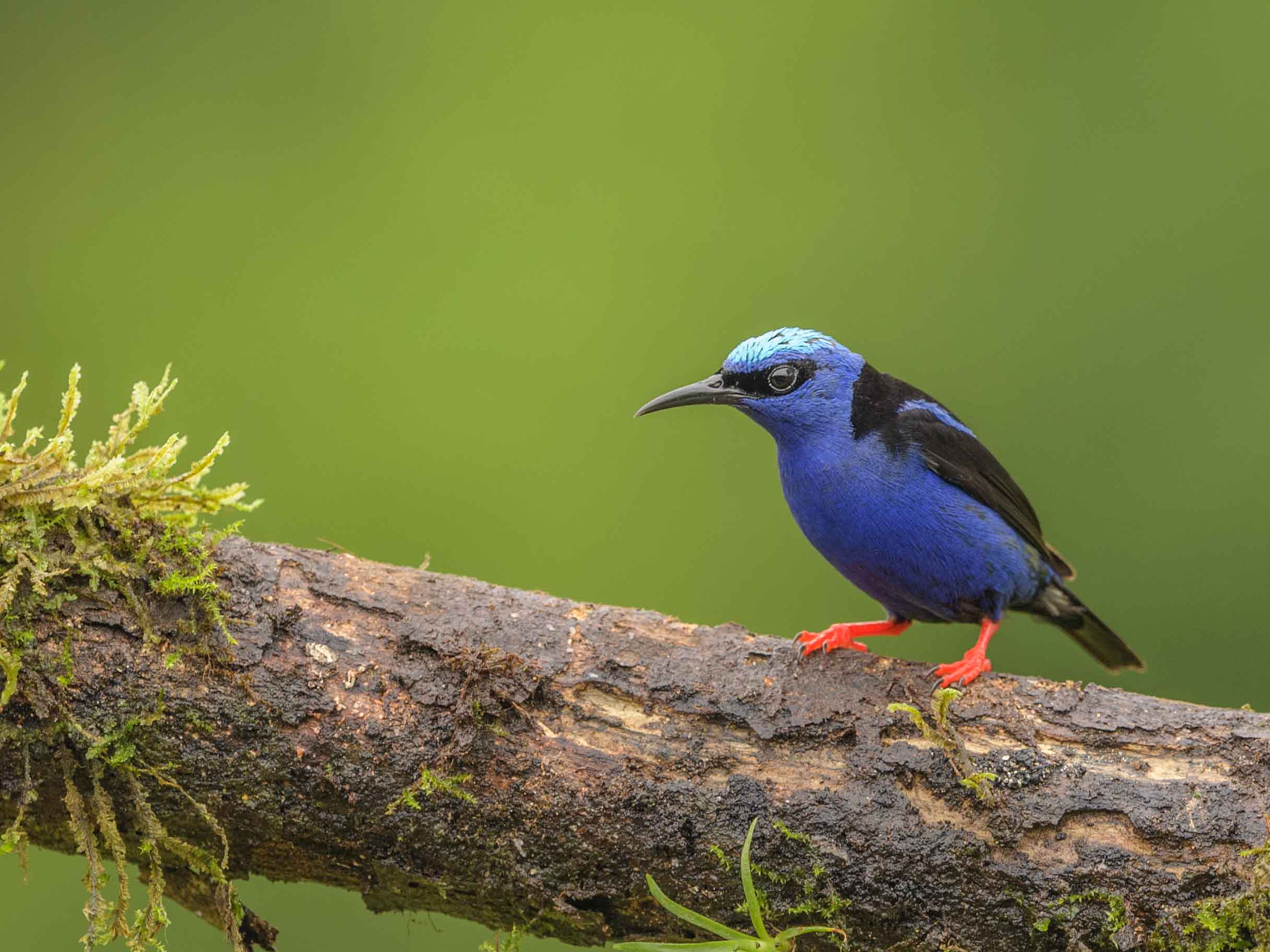 Nikon D5 + Nikon AF-S Nikkor 500mm F4G ED VR sample photo. Aves de costa rica photography