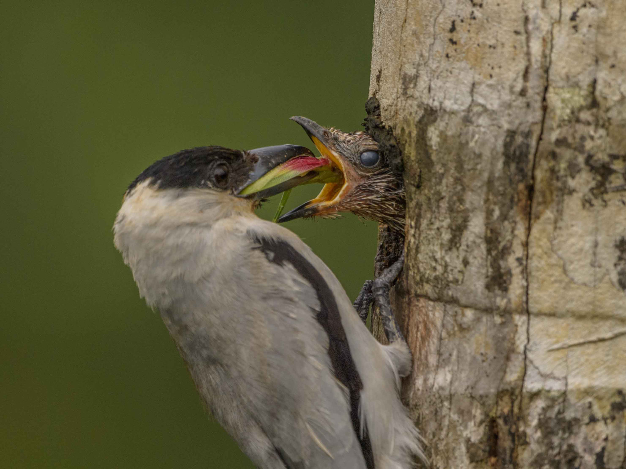 Nikon D5 + Nikon AF-S Nikkor 500mm F4G ED VR sample photo. Aves de costa rica photography