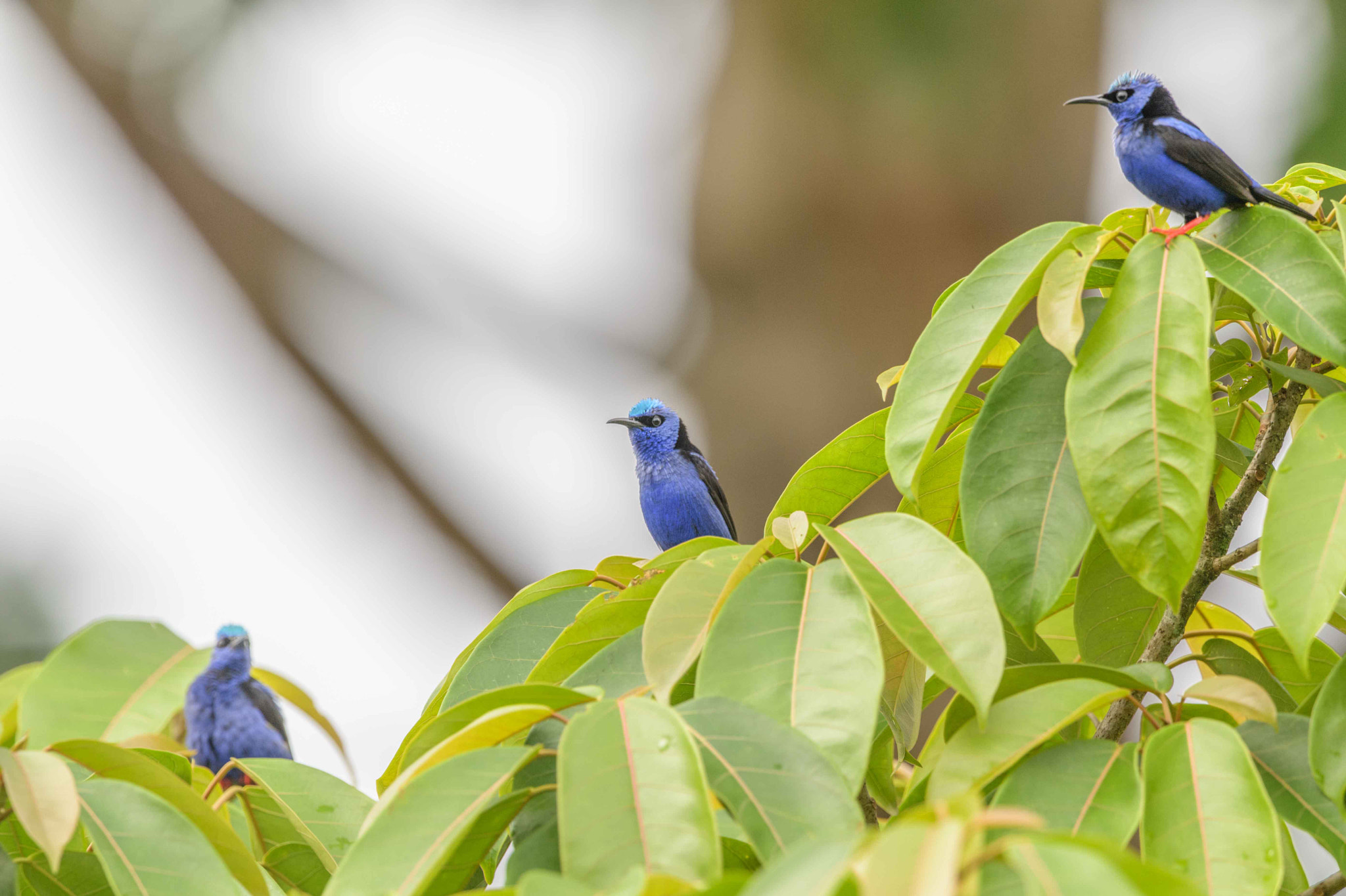 Nikon D5 + Nikon AF-S Nikkor 500mm F4G ED VR sample photo. Aves de costa rica photography