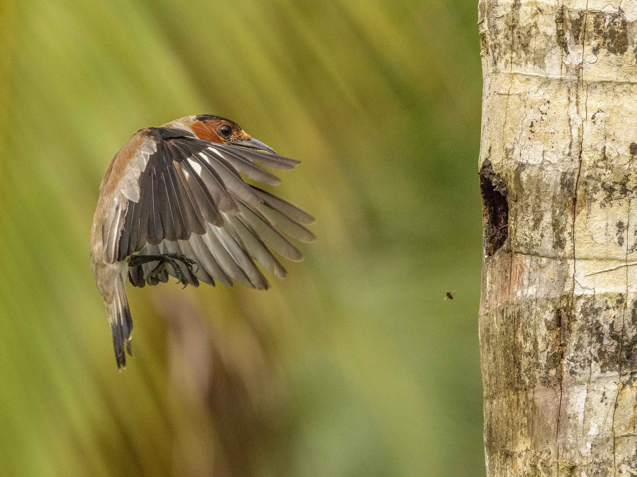 Nikon D5 + Nikon AF-S Nikkor 500mm F4G ED VR sample photo. Aves de costa rica photography