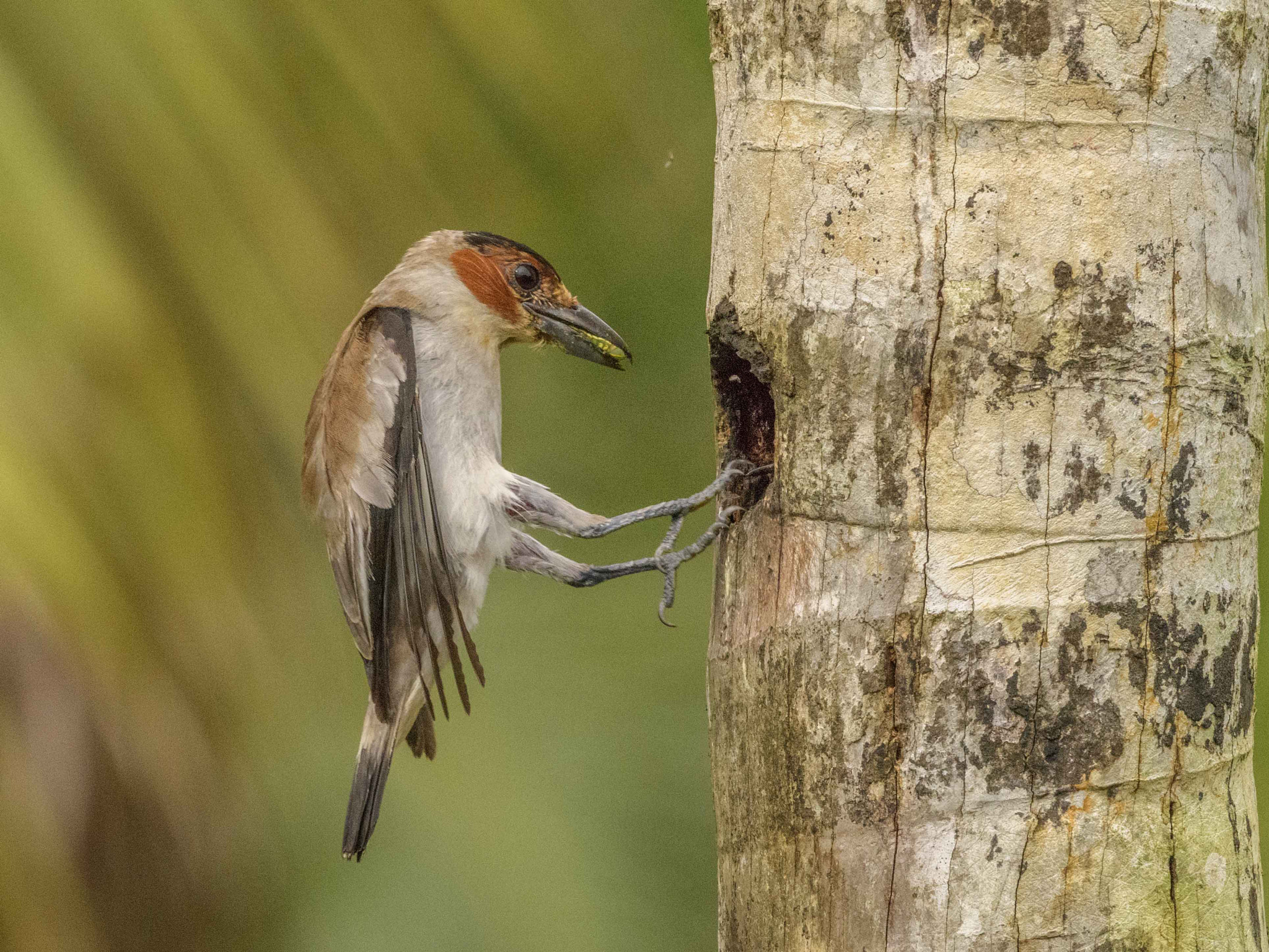 Nikon D5 + Nikon AF-S Nikkor 500mm F4G ED VR sample photo. Aves de costa rica photography