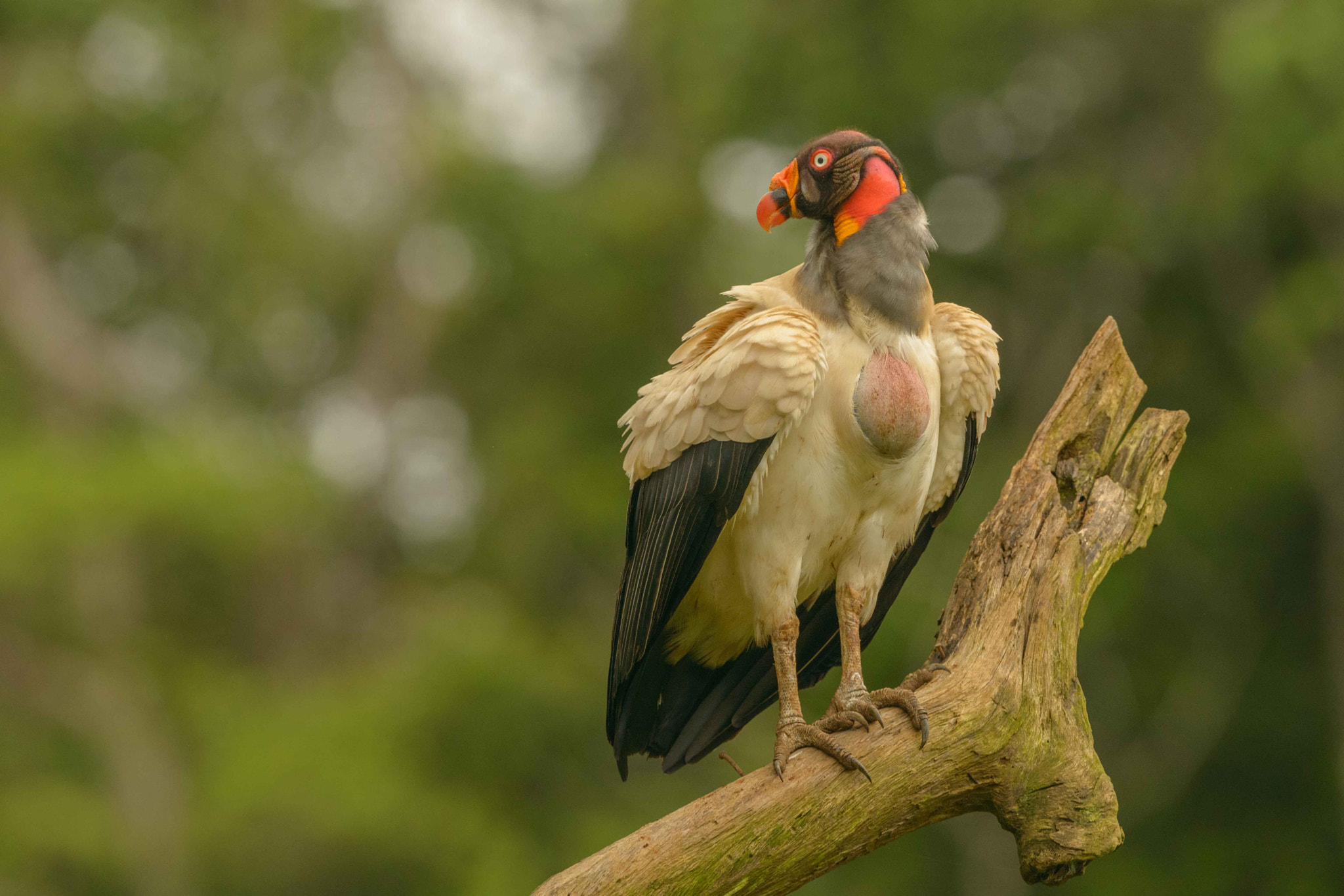 Nikon D800E + Nikon AF-S Nikkor 500mm F4G ED VR sample photo. Aves de costa rica photography