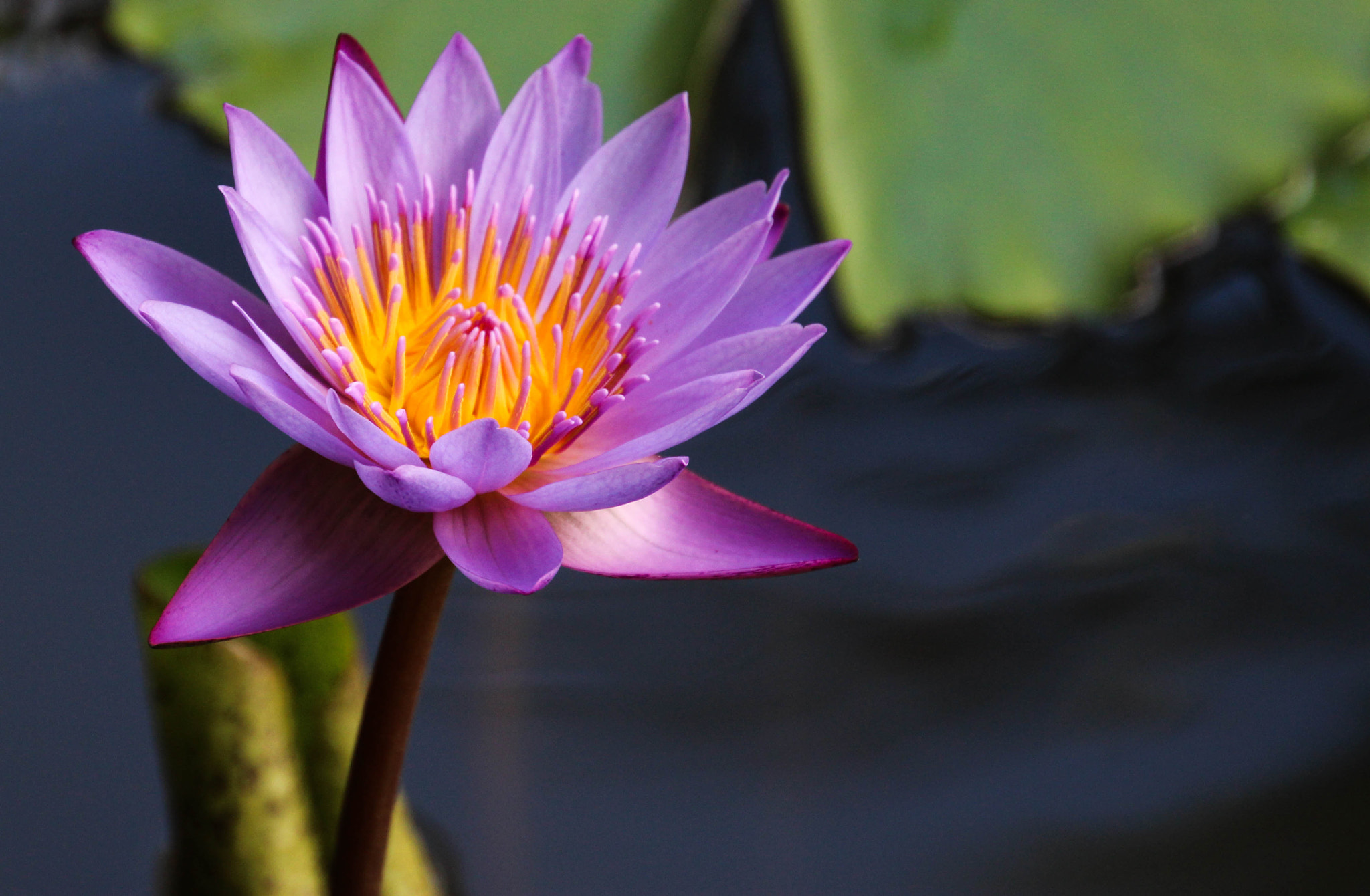Canon EOS 100D (EOS Rebel SL1 / EOS Kiss X7) sample photo. Purple lotus flower photography