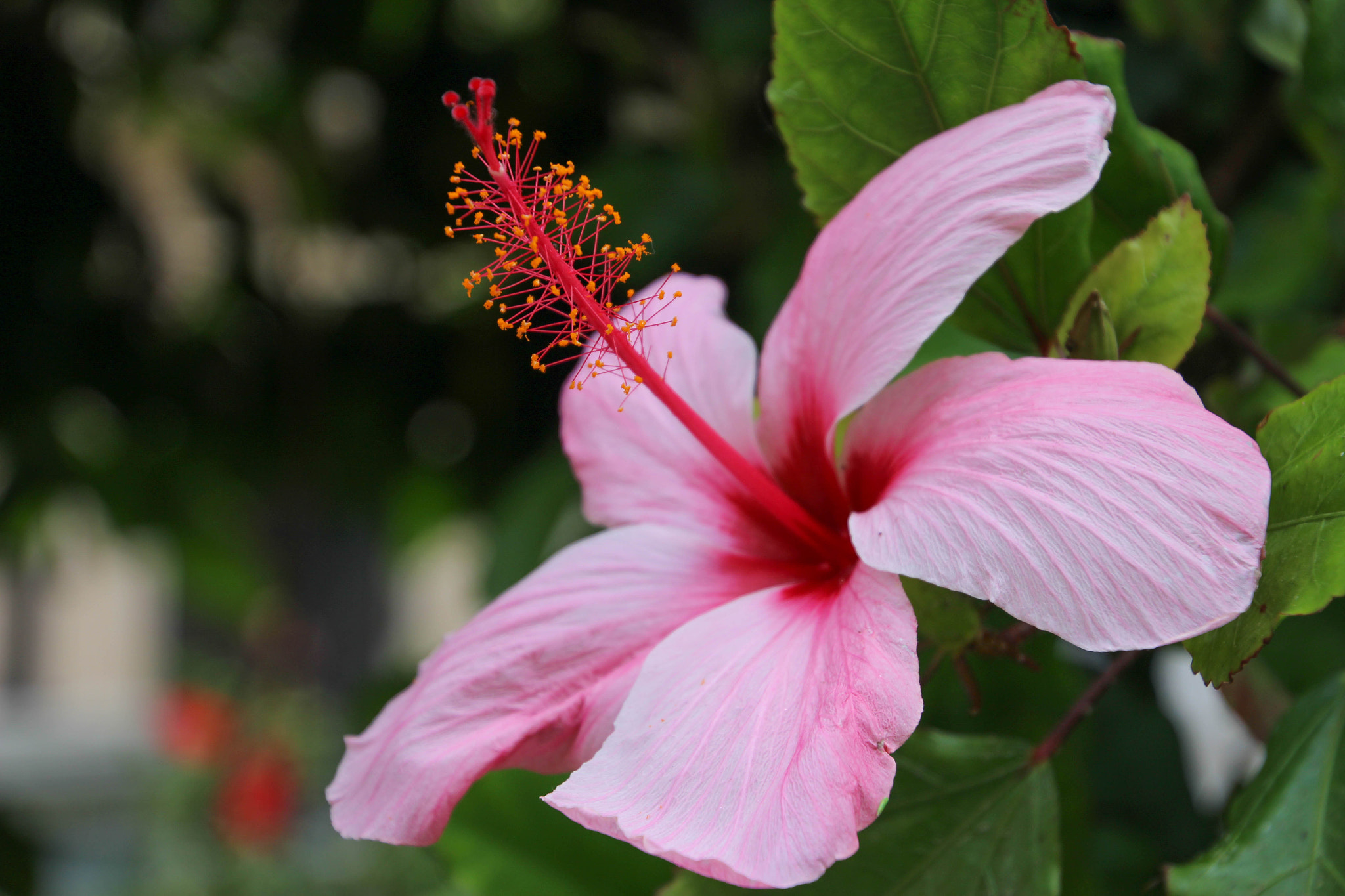 Canon EOS 100D (EOS Rebel SL1 / EOS Kiss X7) sample photo. Hibiscus flower from spain photography