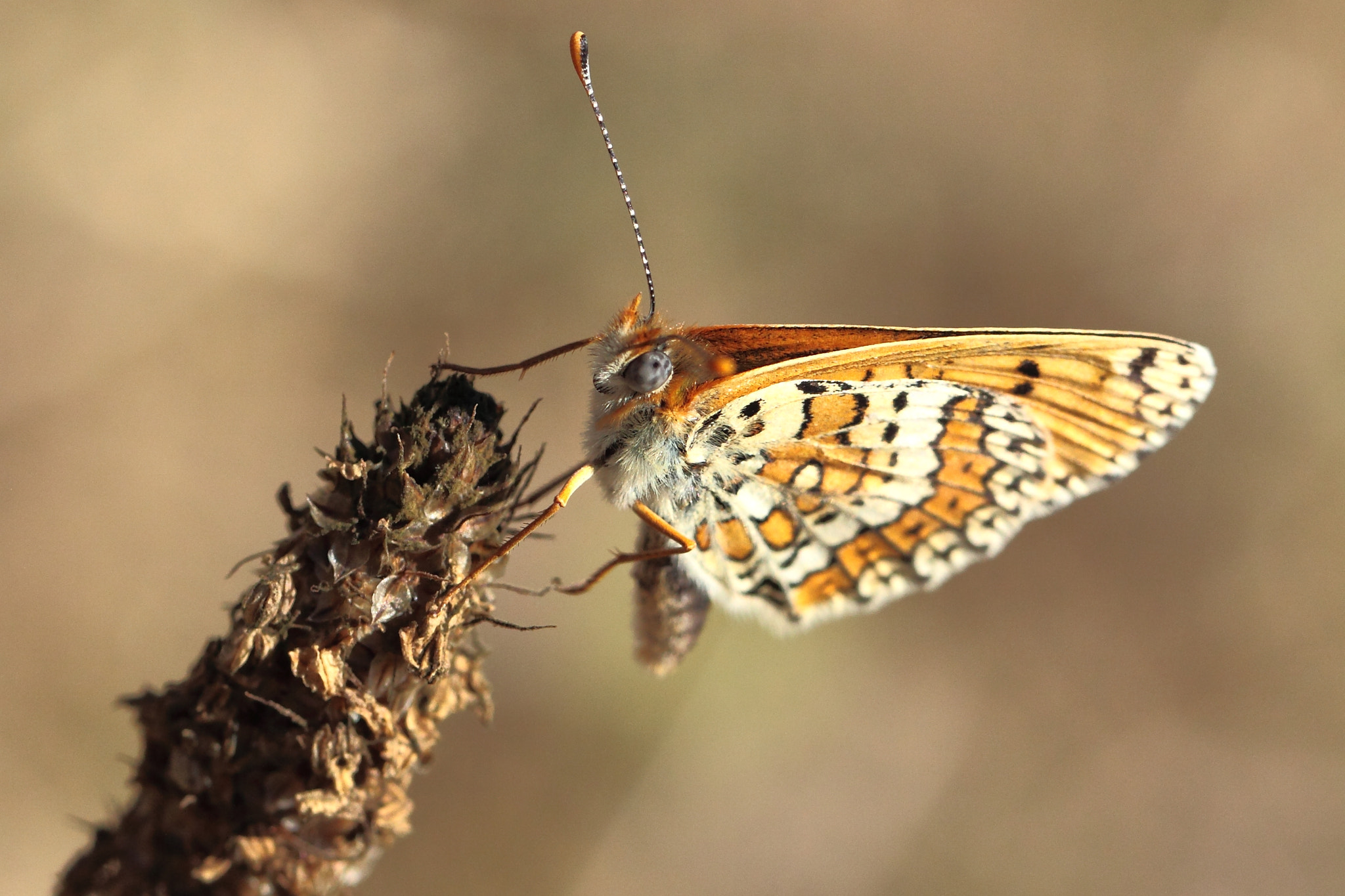 Canon EOS 50D + Canon EF 100mm F2.8L Macro IS USM sample photo. Melitaea cinxia, la mélitée du plantain, photography