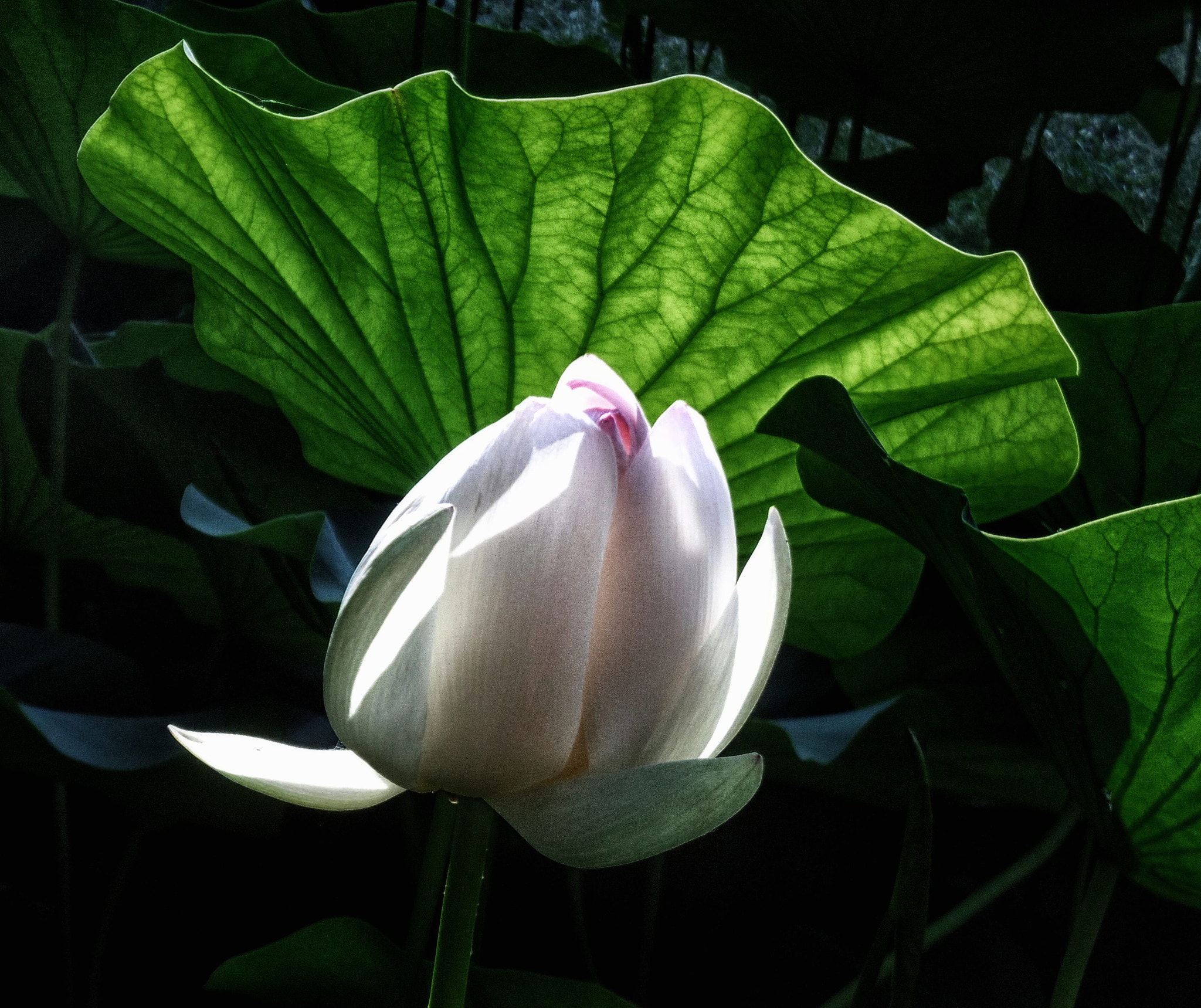 Panasonic DMC-SZ8 sample photo. White lotus photography