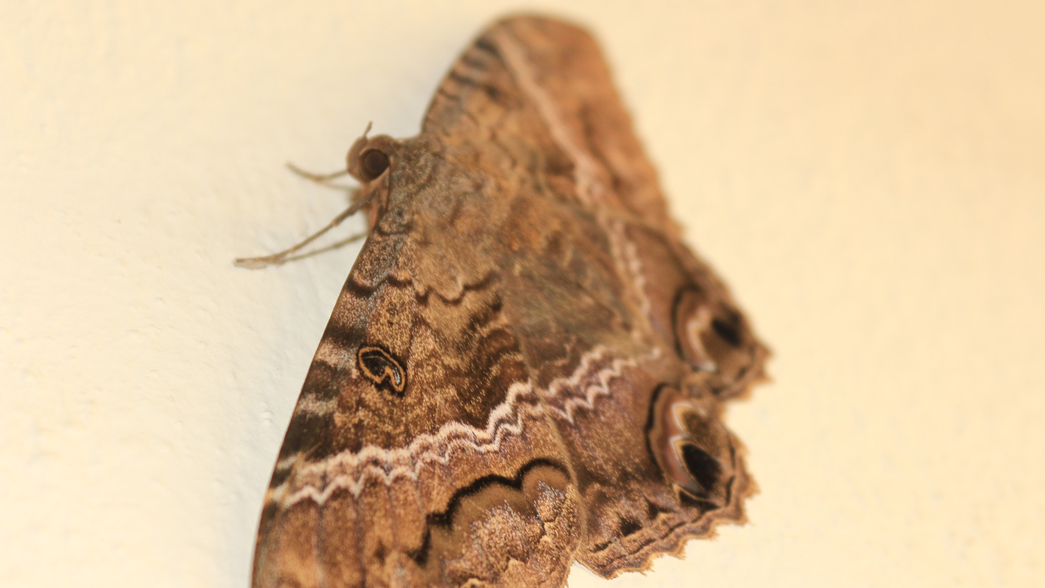 Canon EOS 650D (EOS Rebel T4i / EOS Kiss X6i) sample photo. Moth  photography