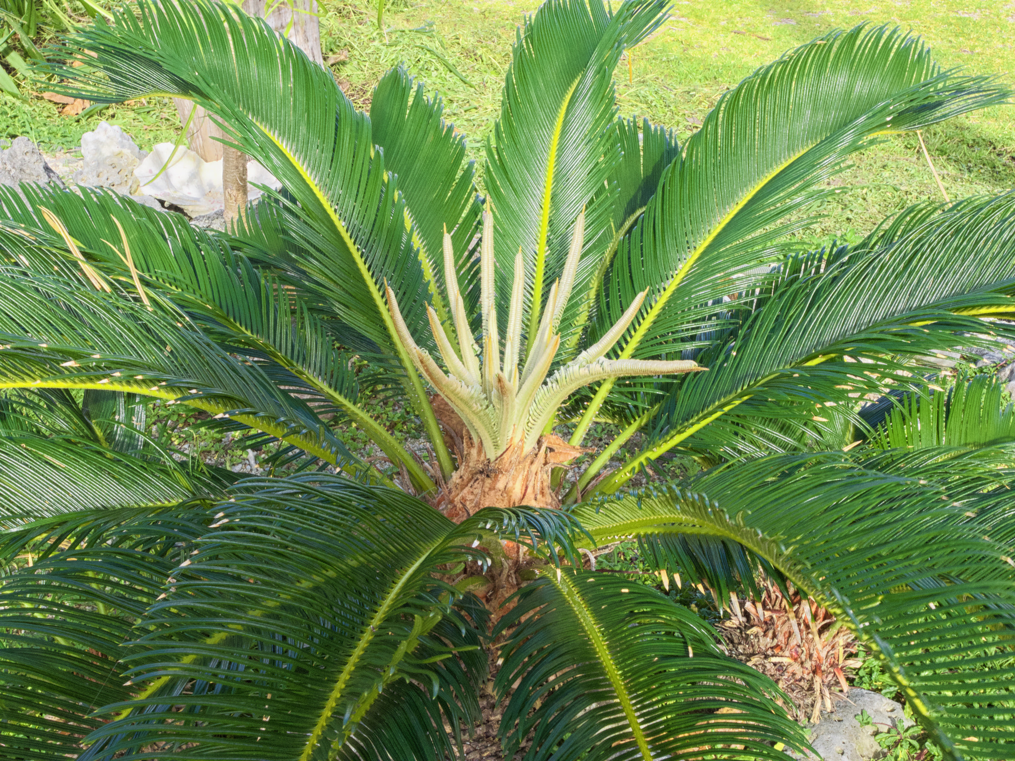 Olympus OM-D E-M1 sample photo. Okinawa cycas revoluta. photography