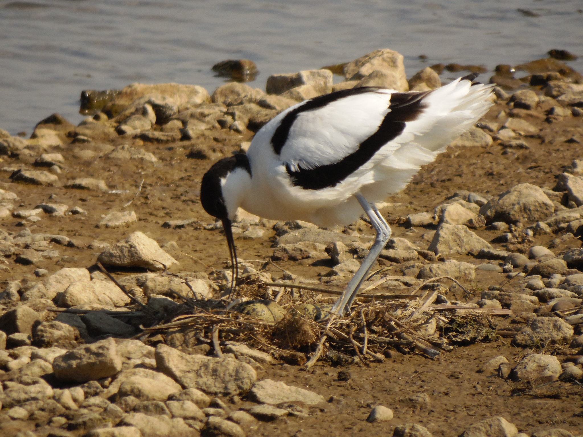 Samsung WB2200F sample photo. Avocet and nest photography