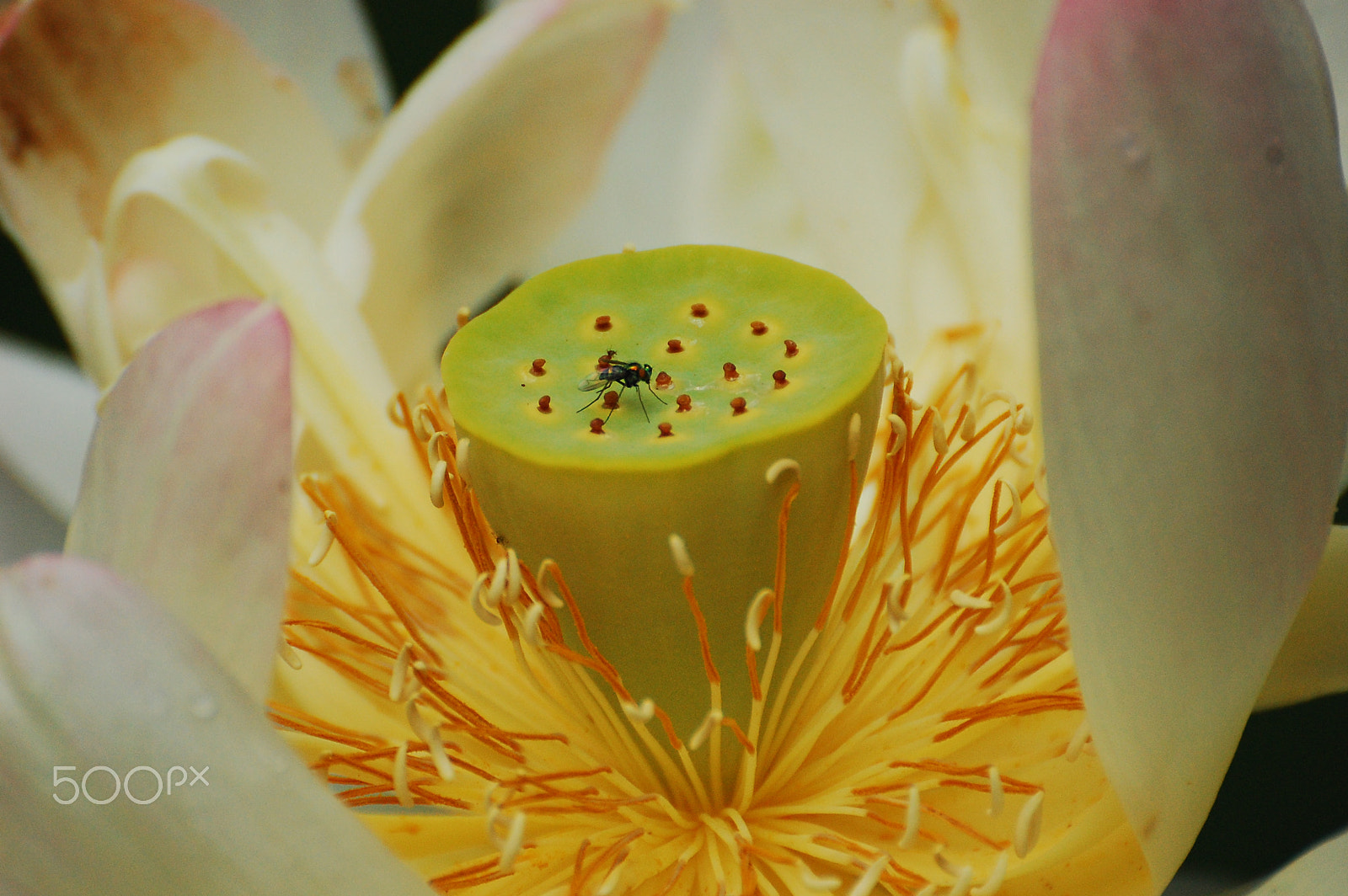 Nikon D40 sample photo. Lotus photography