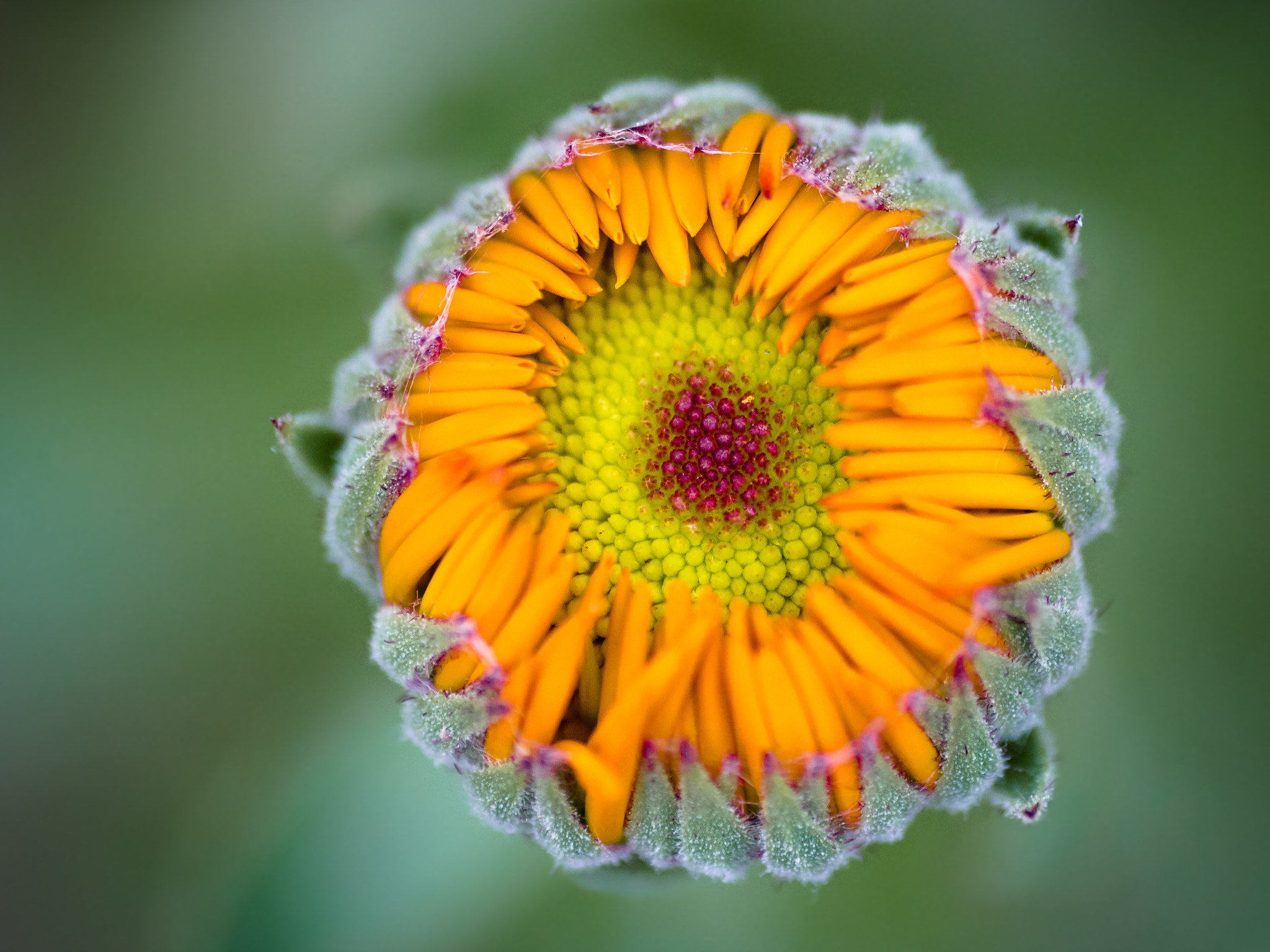 Canon EOS 700D (EOS Rebel T5i / EOS Kiss X7i) + Tamron SP AF 90mm F2.8 Di Macro sample photo. Summer color photography