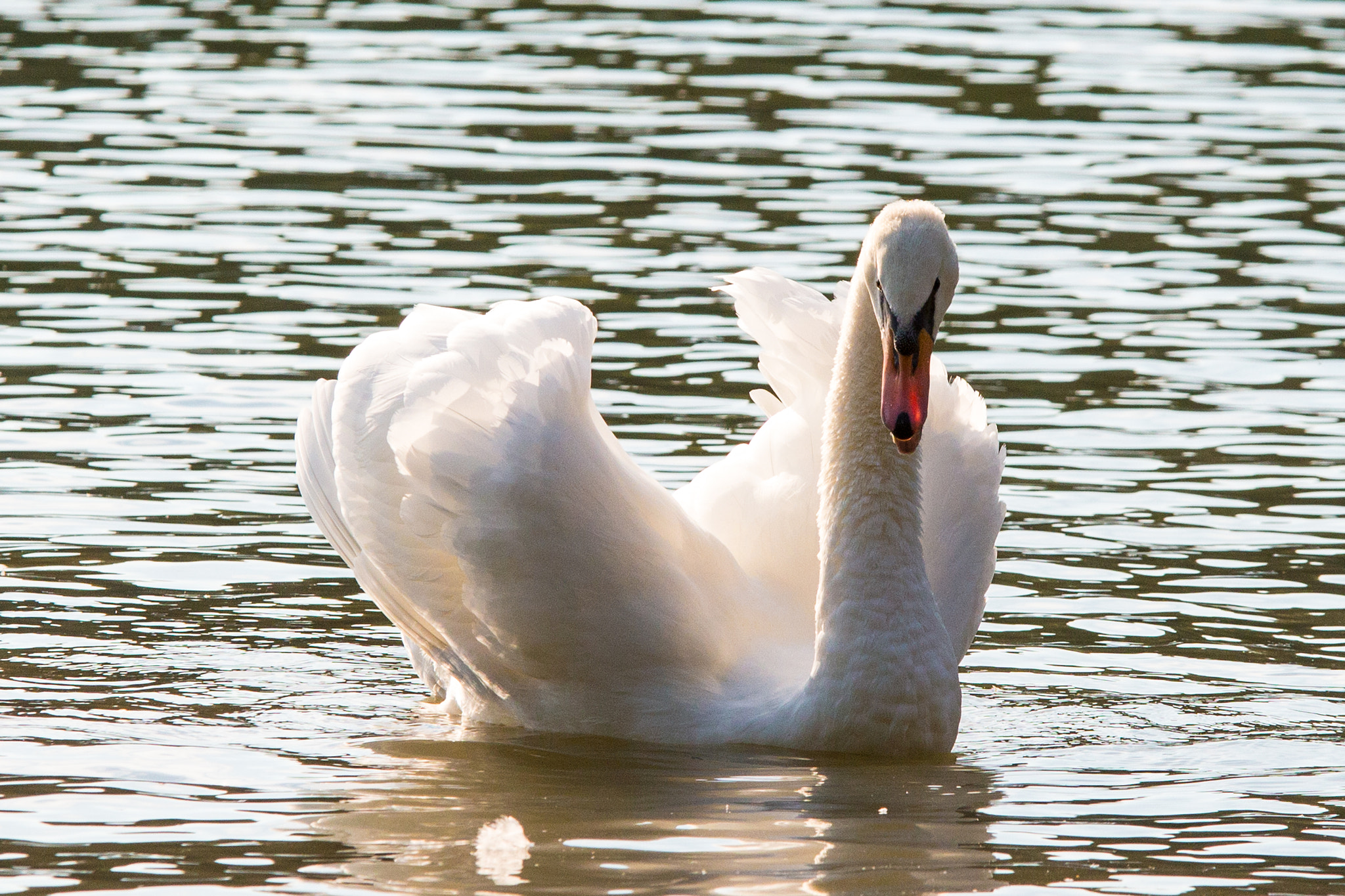 Canon EOS 700D (EOS Rebel T5i / EOS Kiss X7i) + Sigma 70-200mm F2.8 EX DG OS HSM sample photo. Angry swan photography