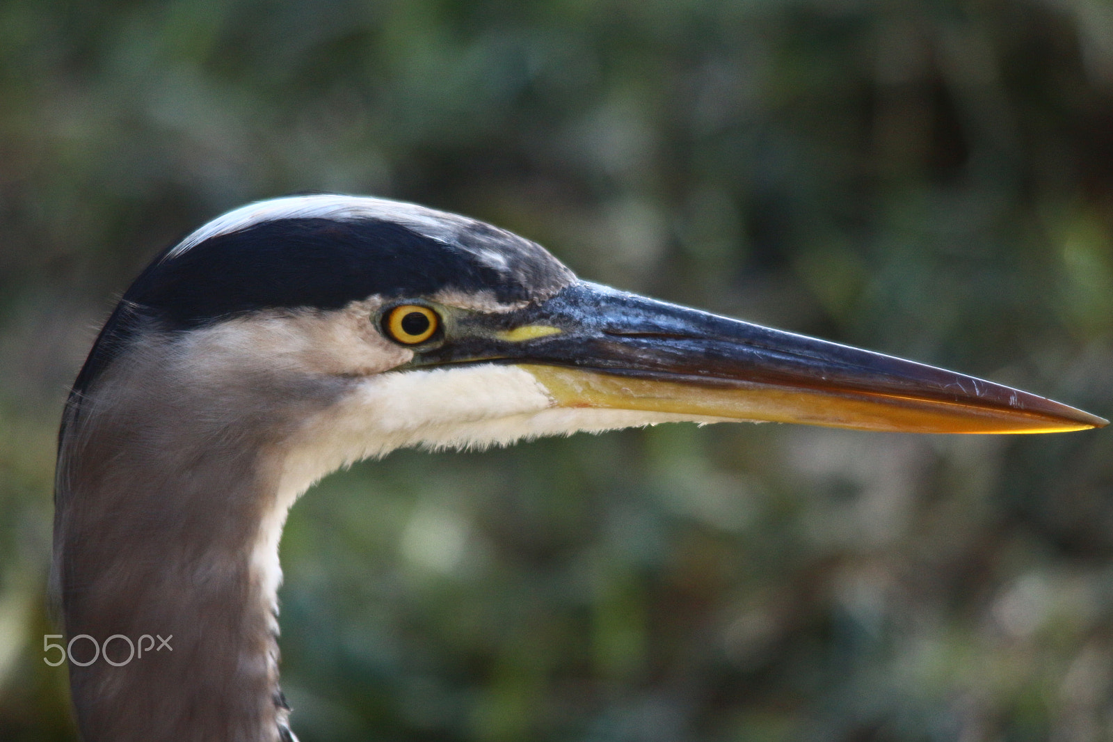 Sigma 150-500mm F5-6.3 DG OS HSM sample photo. Grey heron head shot photography