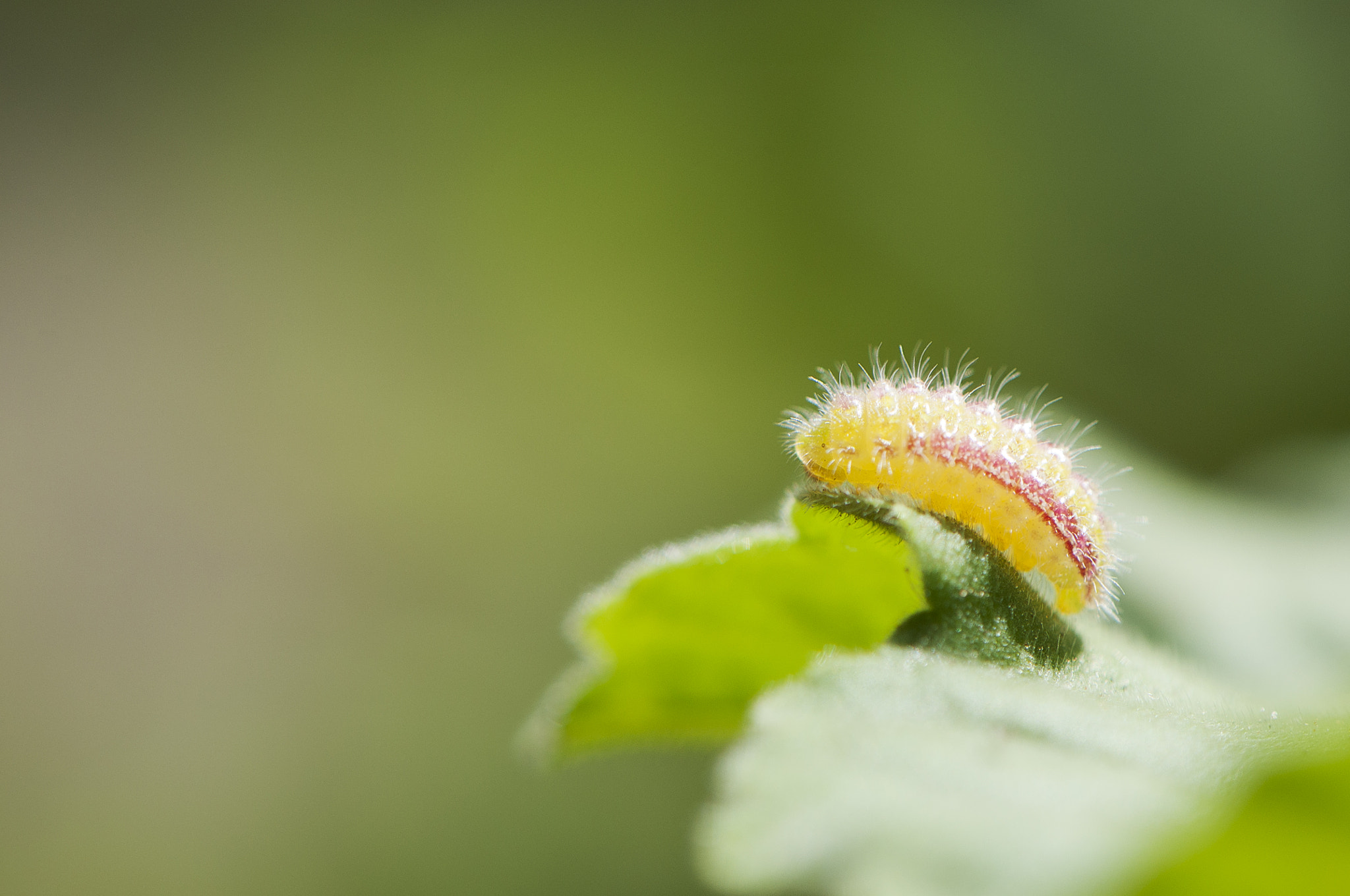 Nikon AF-S DX Micro-Nikkor 85mm F3.5G ED VR sample photo. Grub in the leaf photography