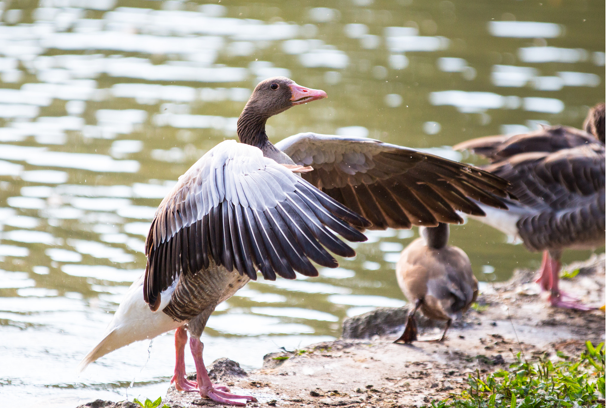 Sigma 70-200mm F2.8 EX DG OS HSM sample photo. Grauente anas gracilis photography
