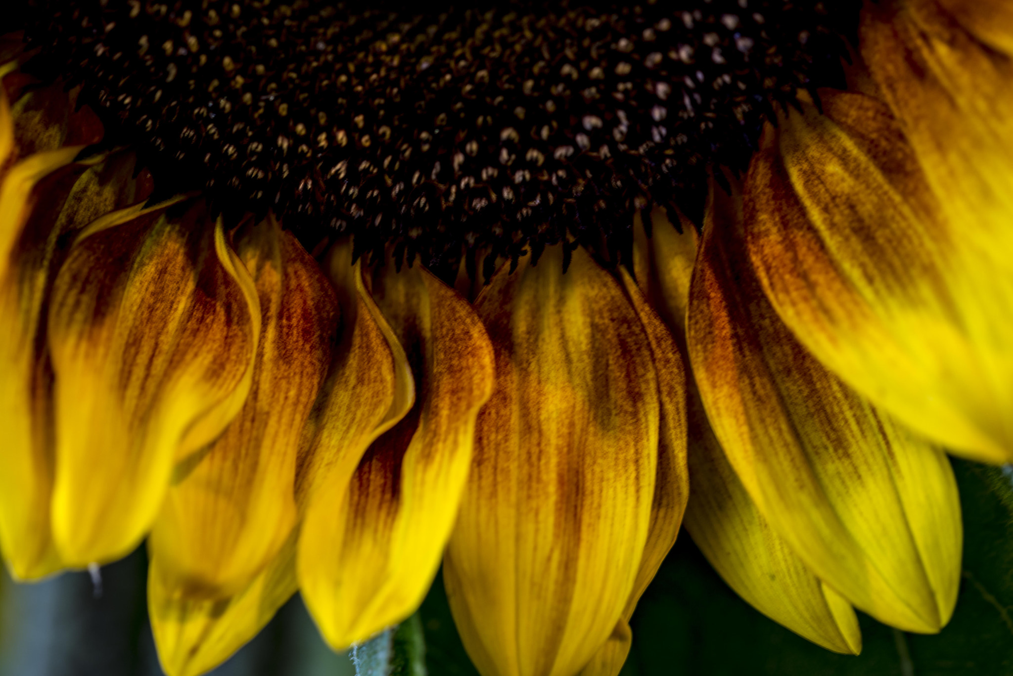 Sigma 105mm F2.8 EX DG OS HSM sample photo. Hello sunshine photography