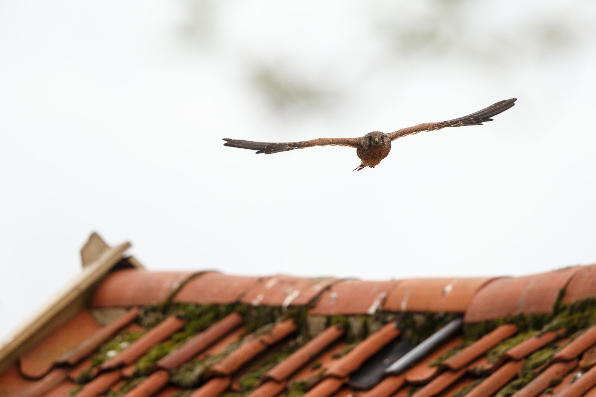 Canon EF 500mm F4L IS II USM sample photo. Wild kestrel photography