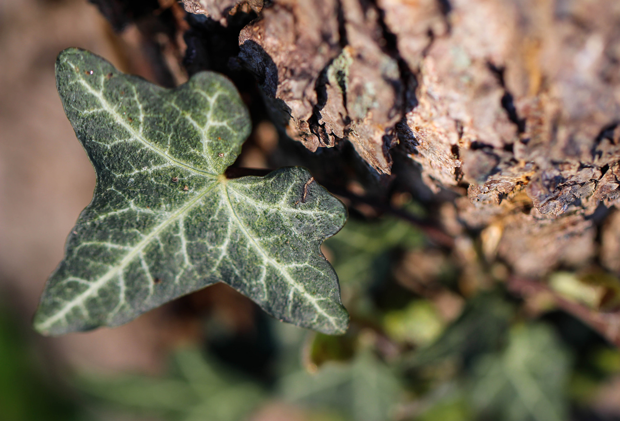 Canon EOS 100D (EOS Rebel SL1 / EOS Kiss X7) + Canon EF 100mm F2.8L Macro IS USM sample photo. Ivy on the tree trunk photography