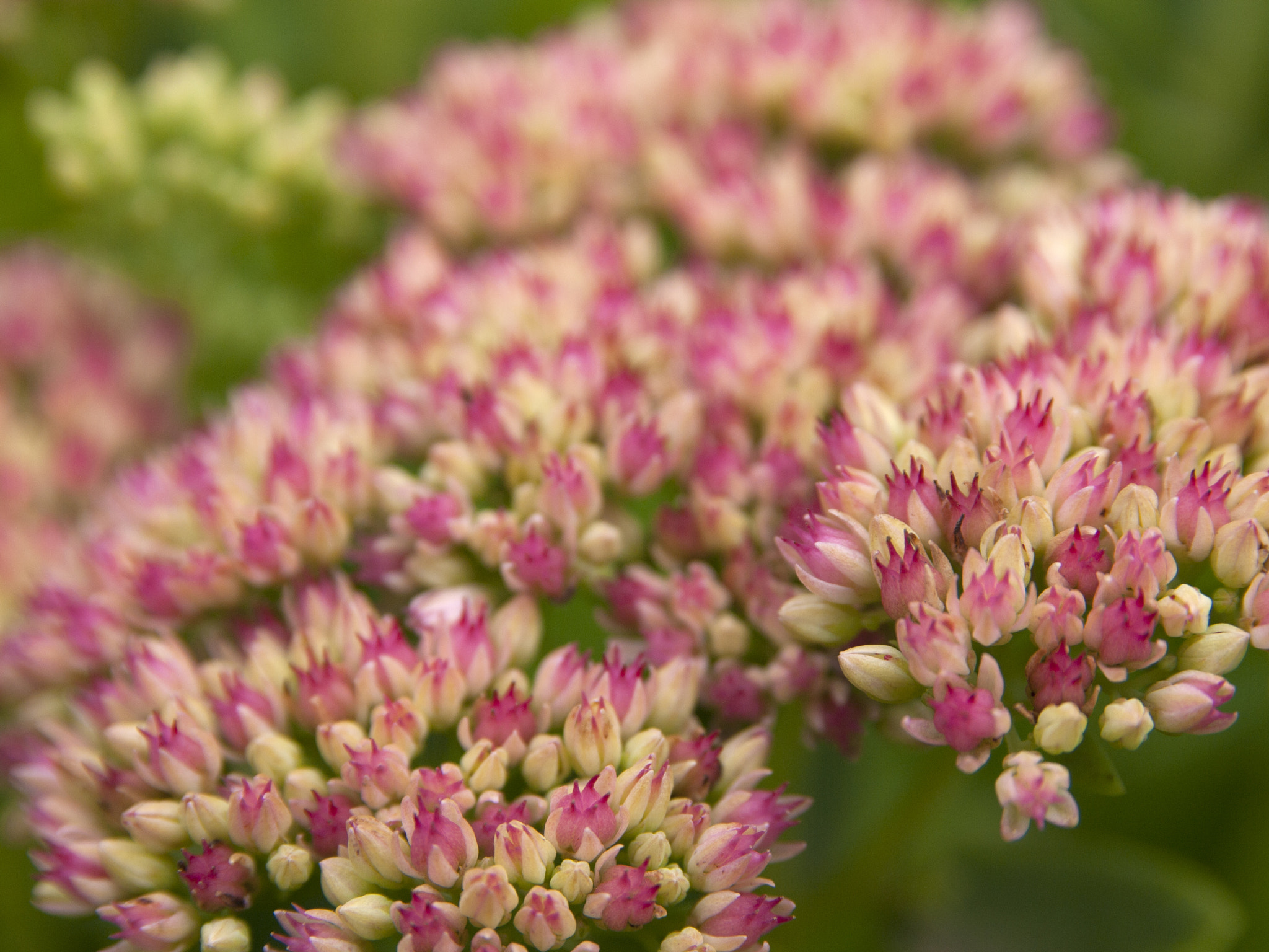 Olympus E-520 (EVOLT E-520) + SIGMA 18-50mm F2.8 DC sample photo. Early autumn flowers photography