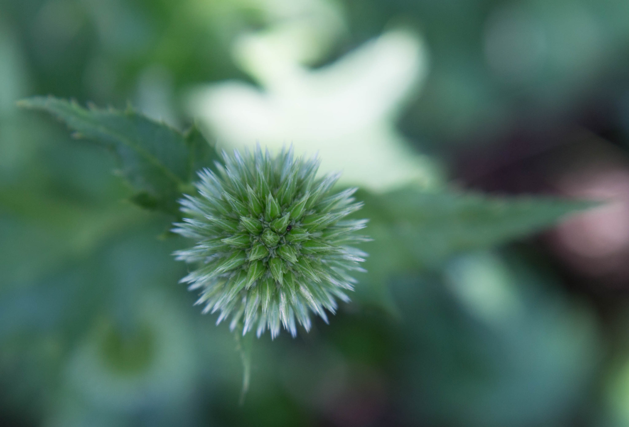 Canon EF-S 17-55mm F2.8 IS USM sample photo