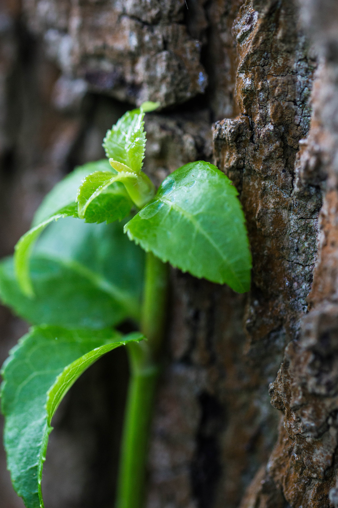 Canon EF 100mm F2.8L Macro IS USM sample photo. The tutor photography