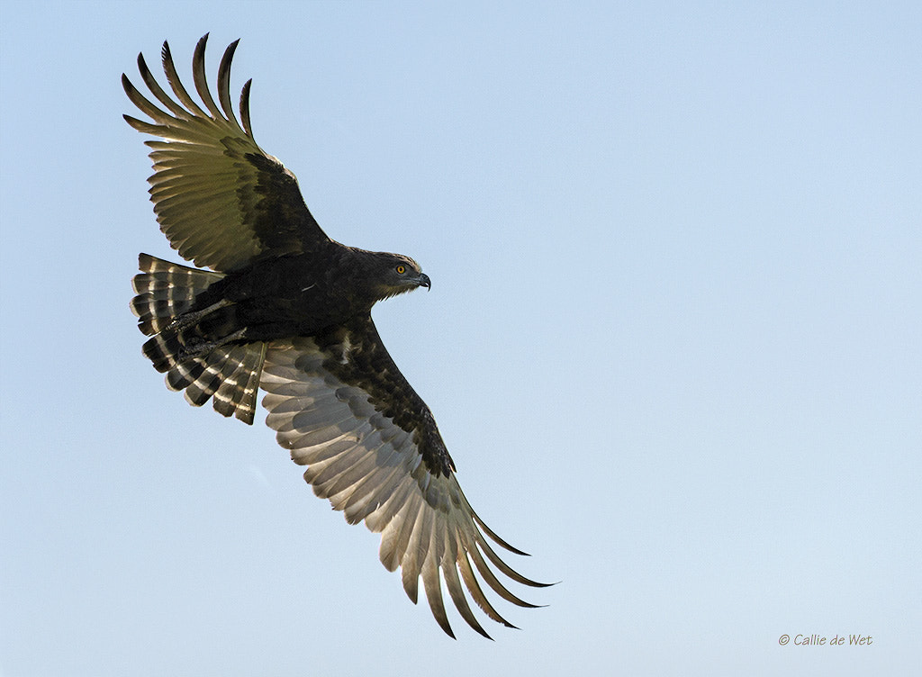 Nikon D4 sample photo. Brown snake eagle photography
