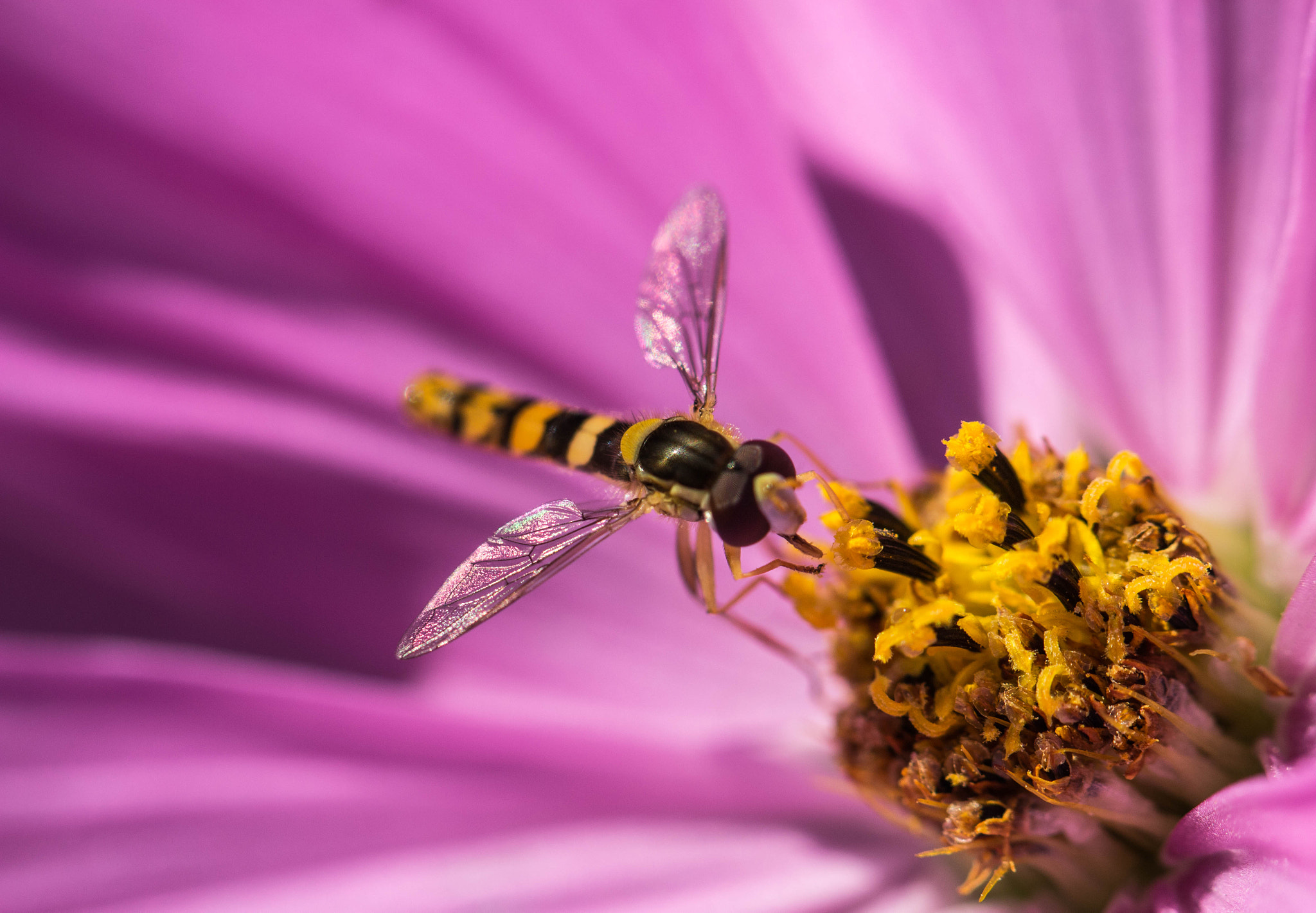 Canon EOS 100D (EOS Rebel SL1 / EOS Kiss X7) + Canon EF 100mm F2.8L Macro IS USM sample photo. Foraging photography