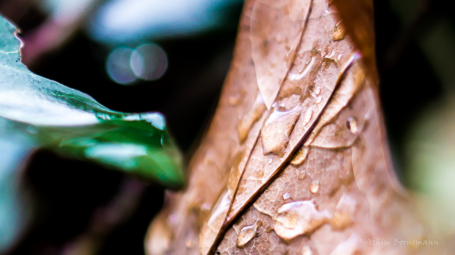 Sony SLT-A58 + 90mm F2.8 Macro SSM sample photo. Rain photography