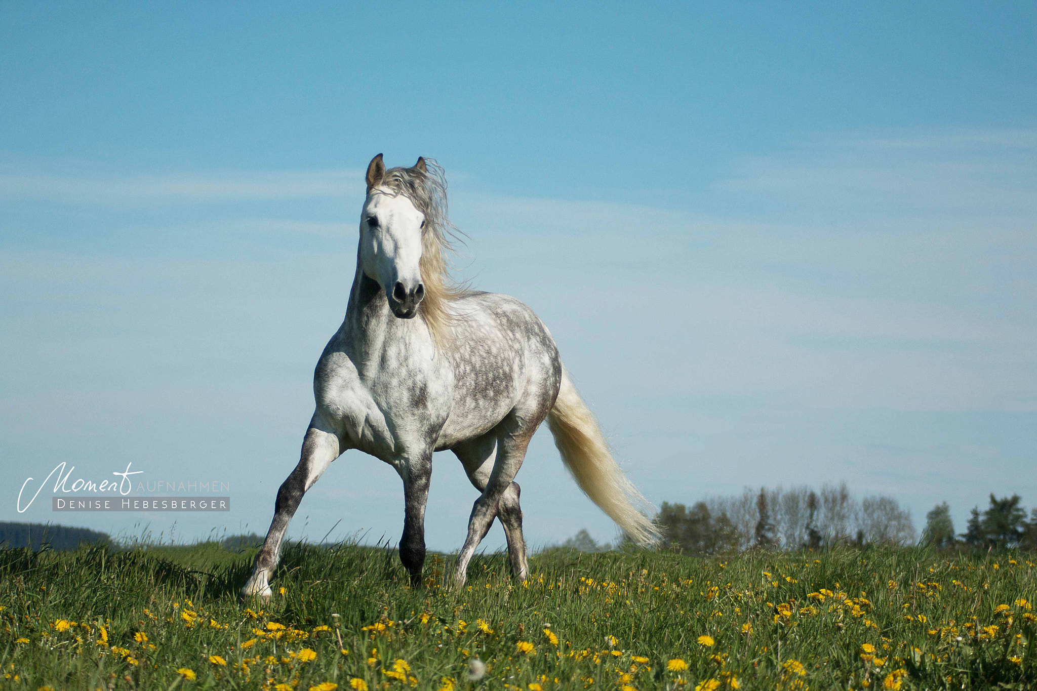 Canon EF 80-200mm F4.5-5.6 II sample photo. Free * run photography
