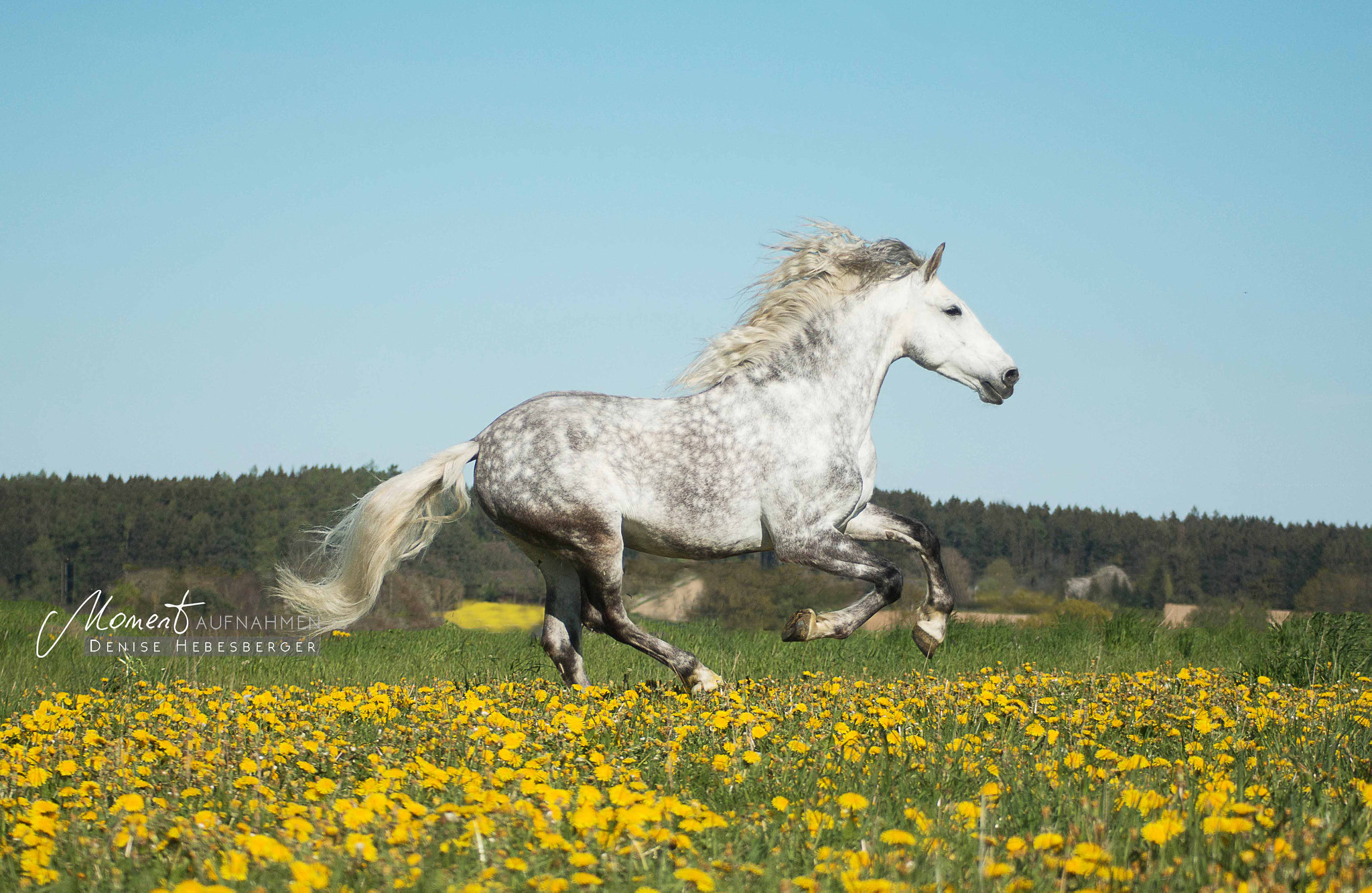 Canon EF 80-200mm F4.5-5.6 II sample photo. Free * run photography